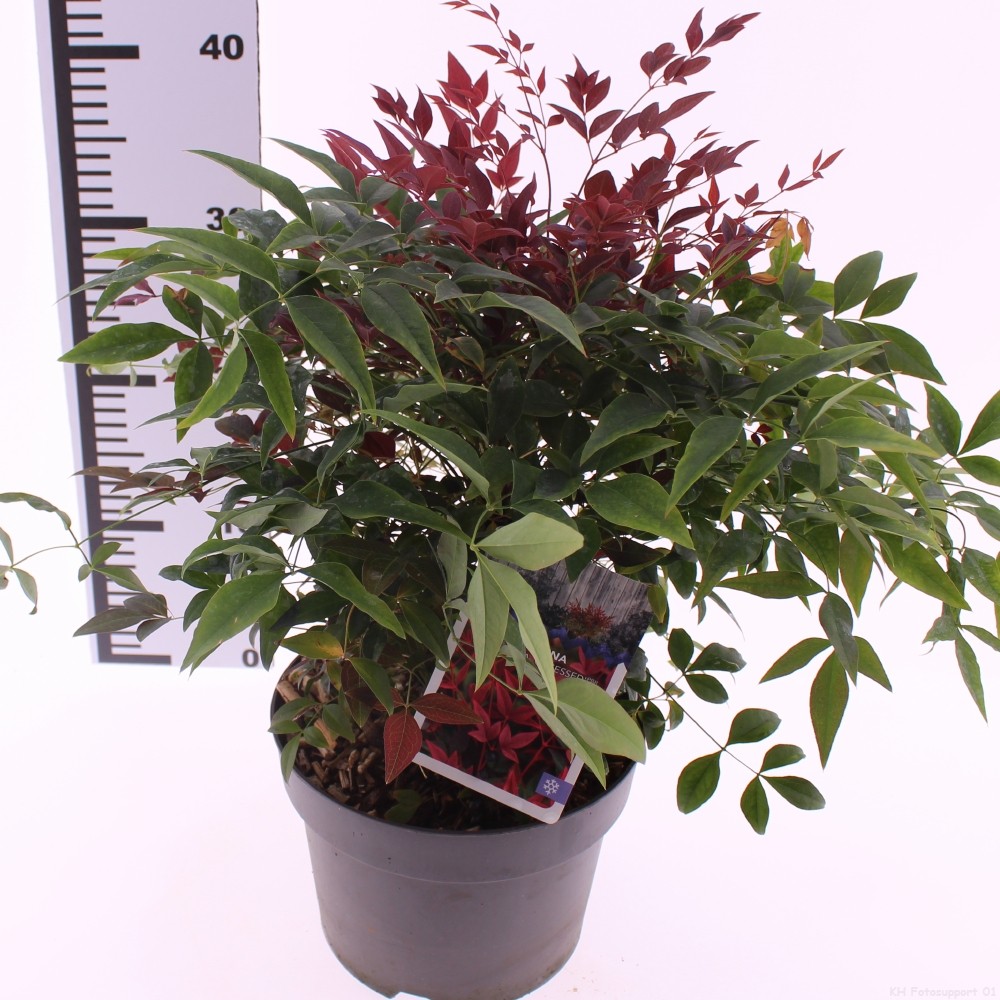 Picture of Nandina domestica 'Obsessed'