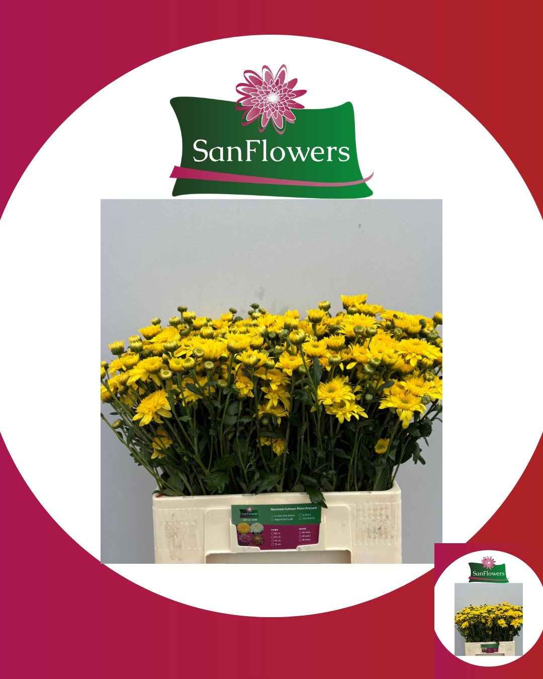 Chrysant Tbu Beppie Ylw 60cm 75gram