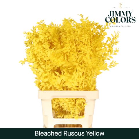 Ruscus Bleached Italy L70 Yellow