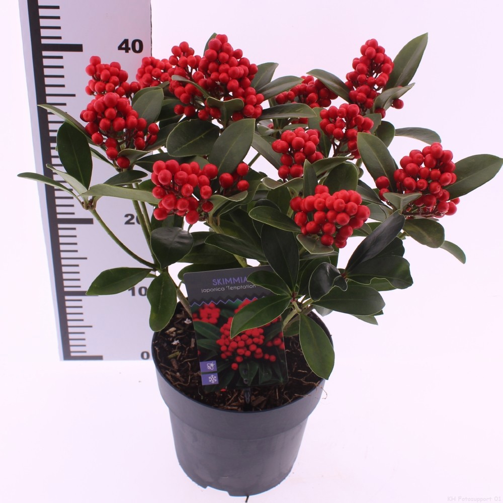 Picture of Skimmia japonica 'Temptation' PBR