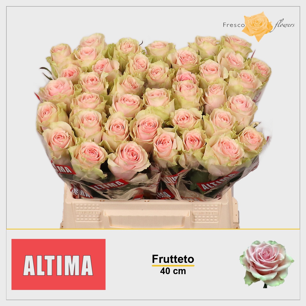 Rosa Frutteto 40cm