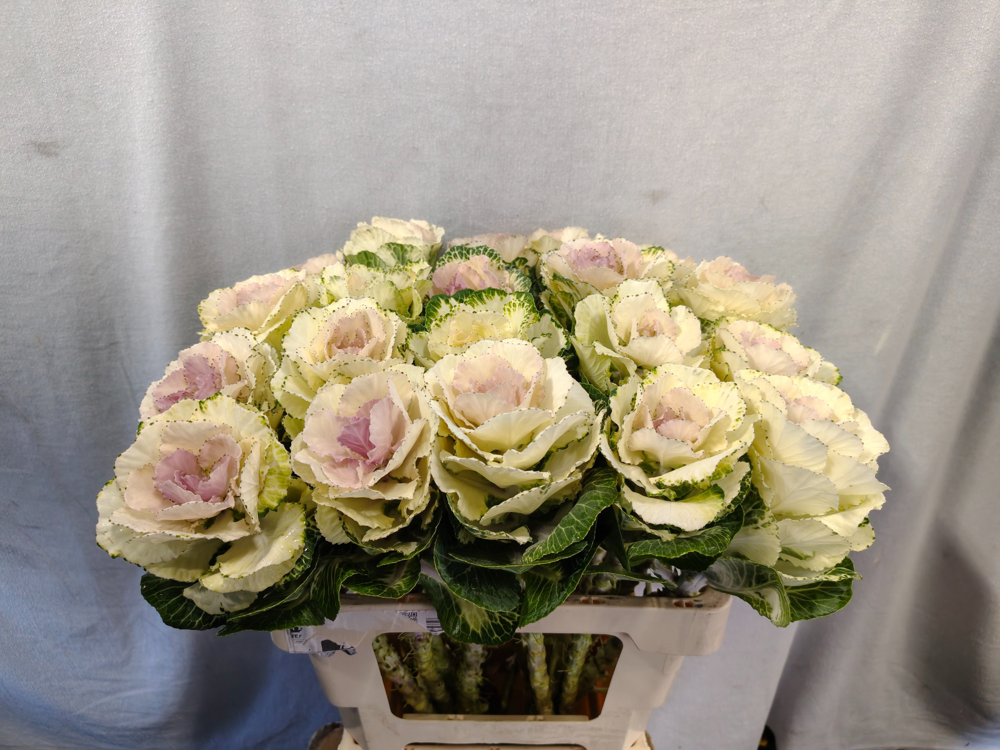 Brass Round White 60cm