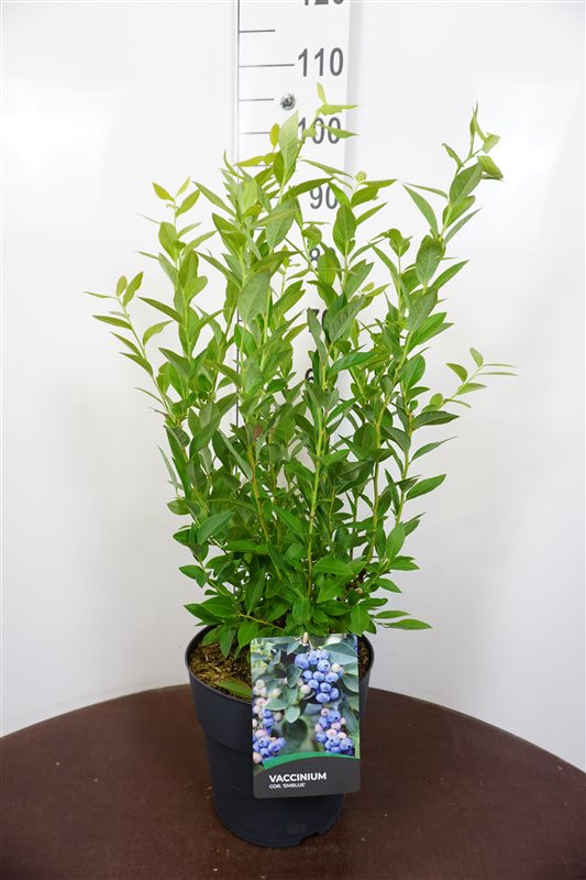 Picture of Vaccinium cor. Emblue P29 (10 Ltr) (LOOSE)