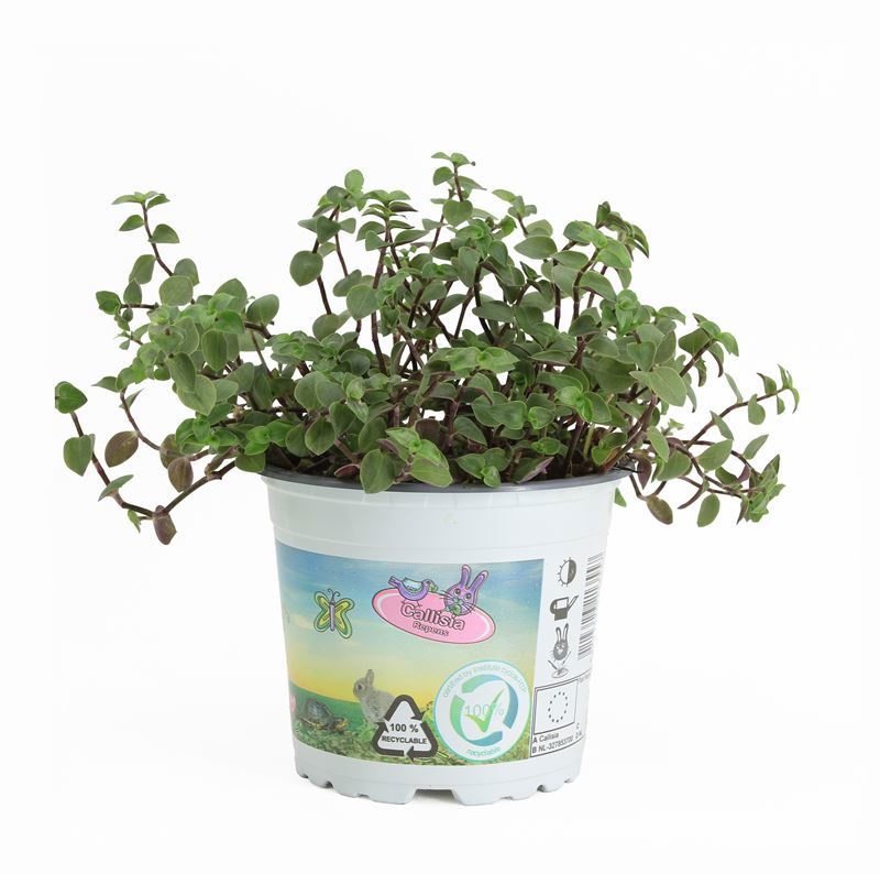 Callisia repens