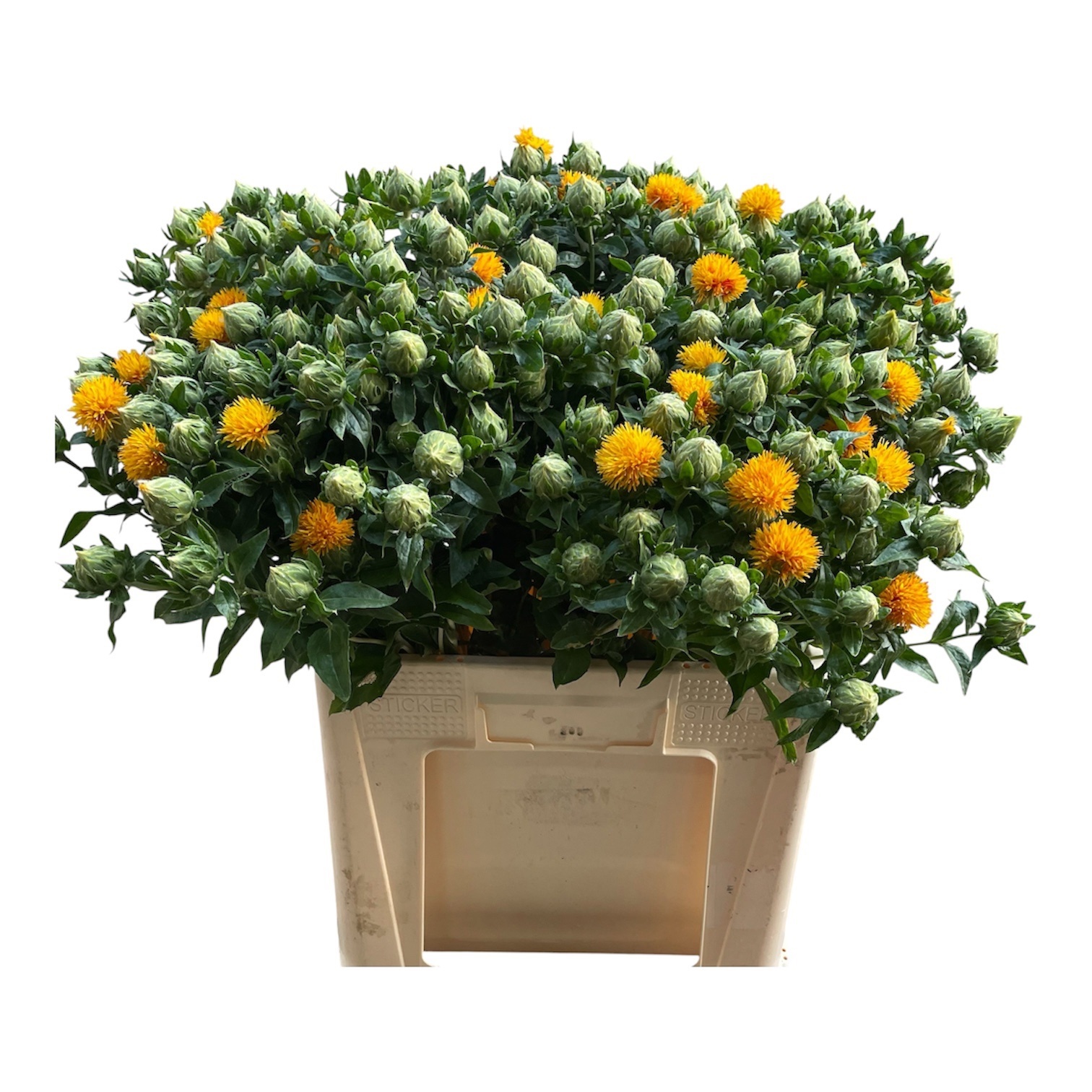 Carthamus Tinctorius 50cm