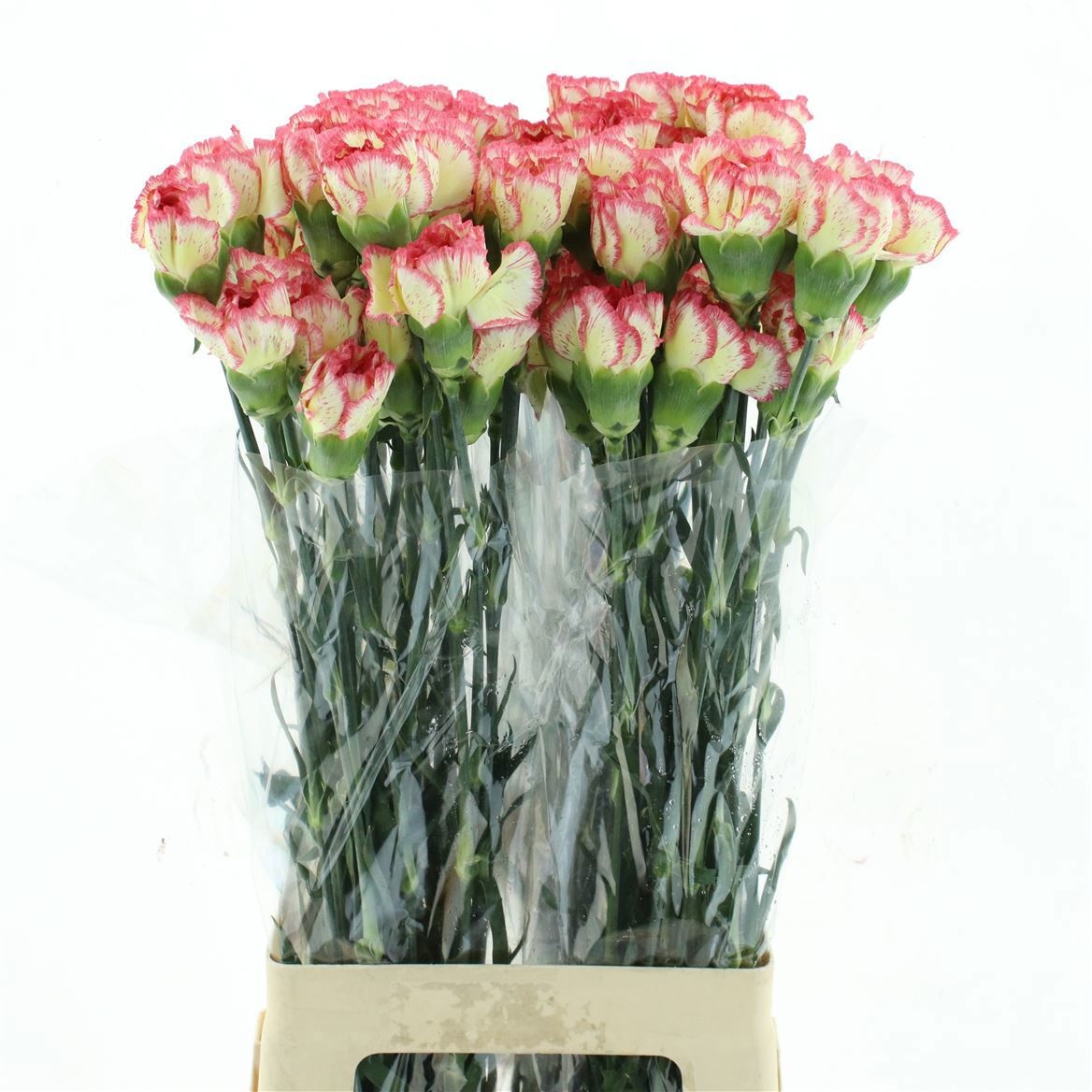 Dianthus St Ali Baba 70cm