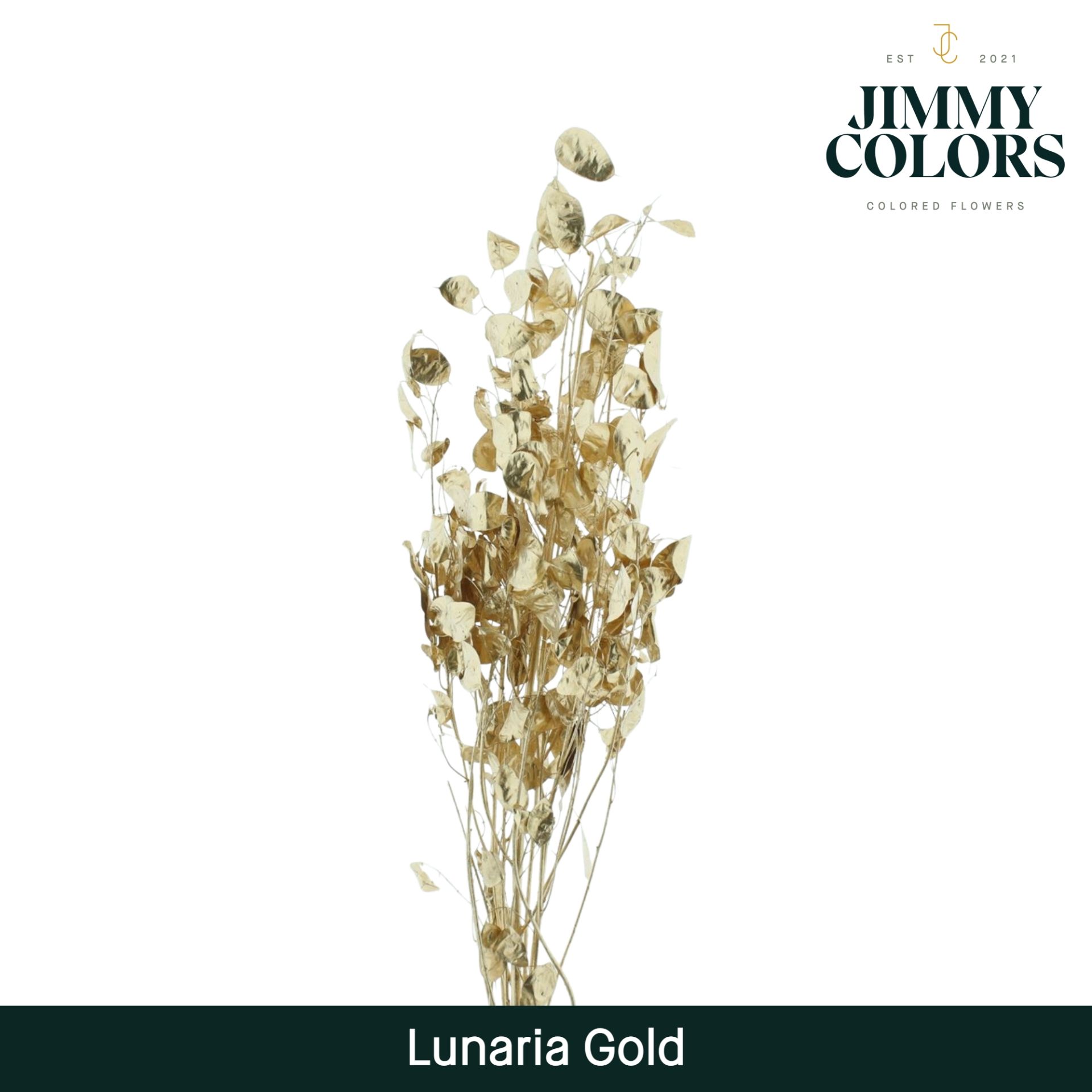 Lunaria Gebleekt Goud
