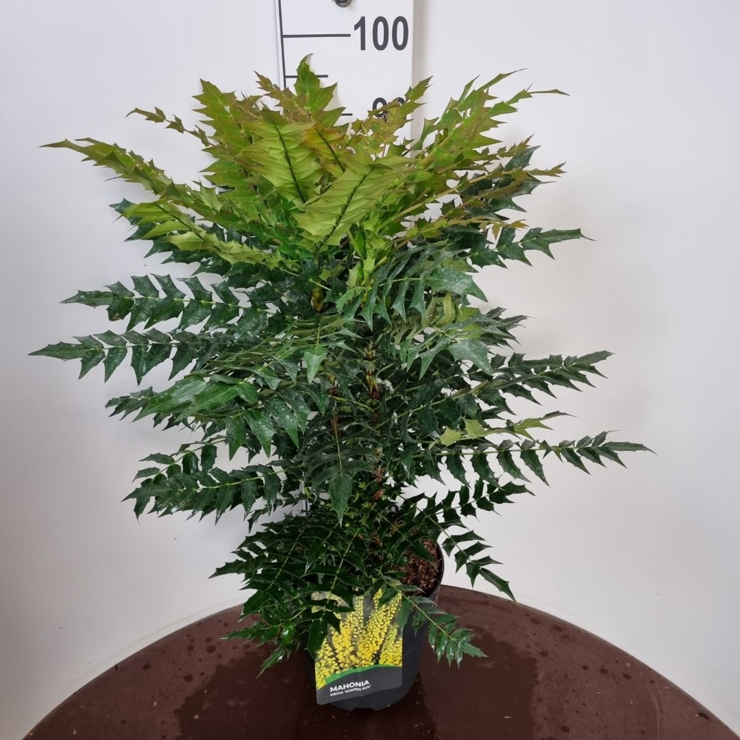 Picture of Mahonia media Winter Sun P29 (10 Ltr) (LOOSE)