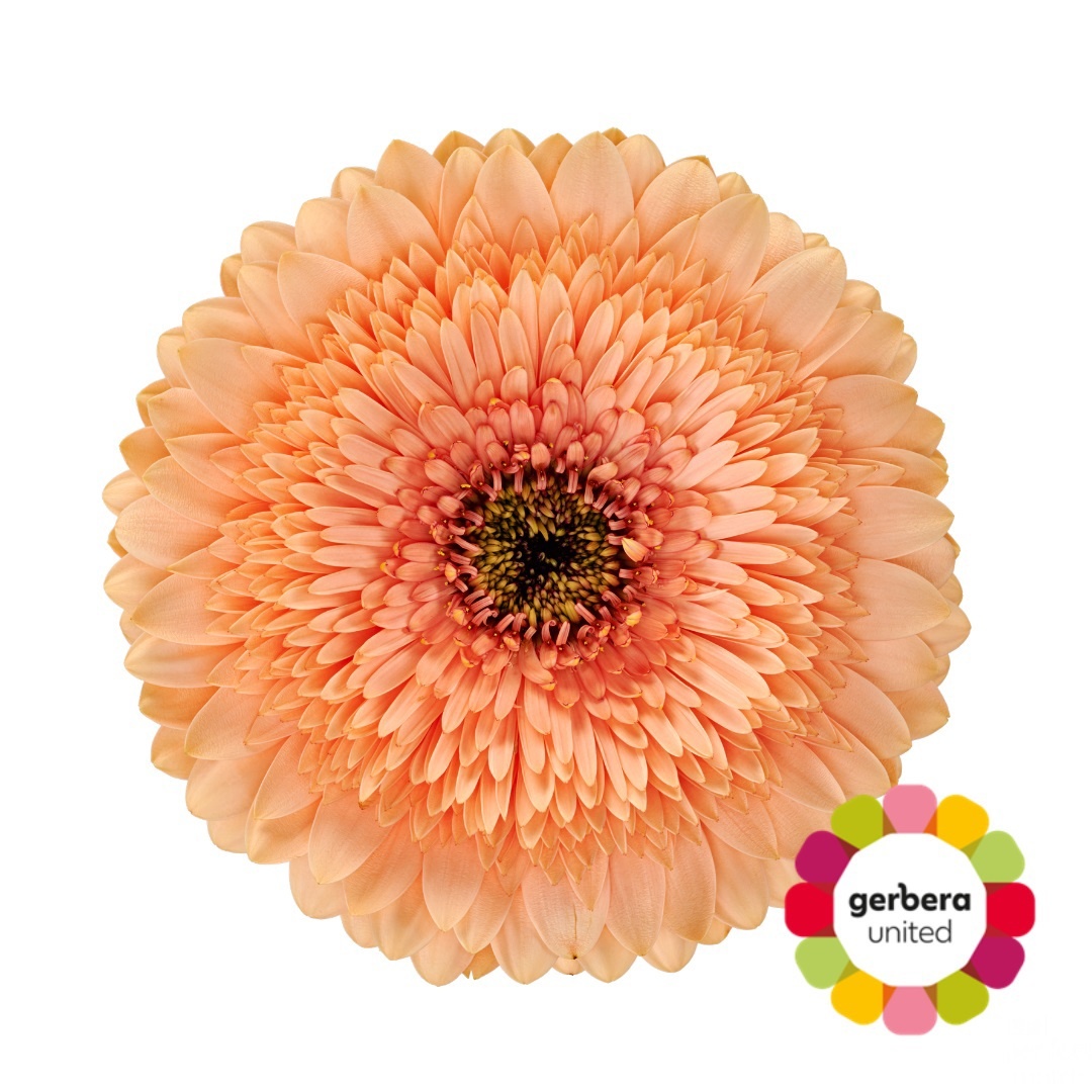 Gerbera Pomponi Peach Ball Diamond