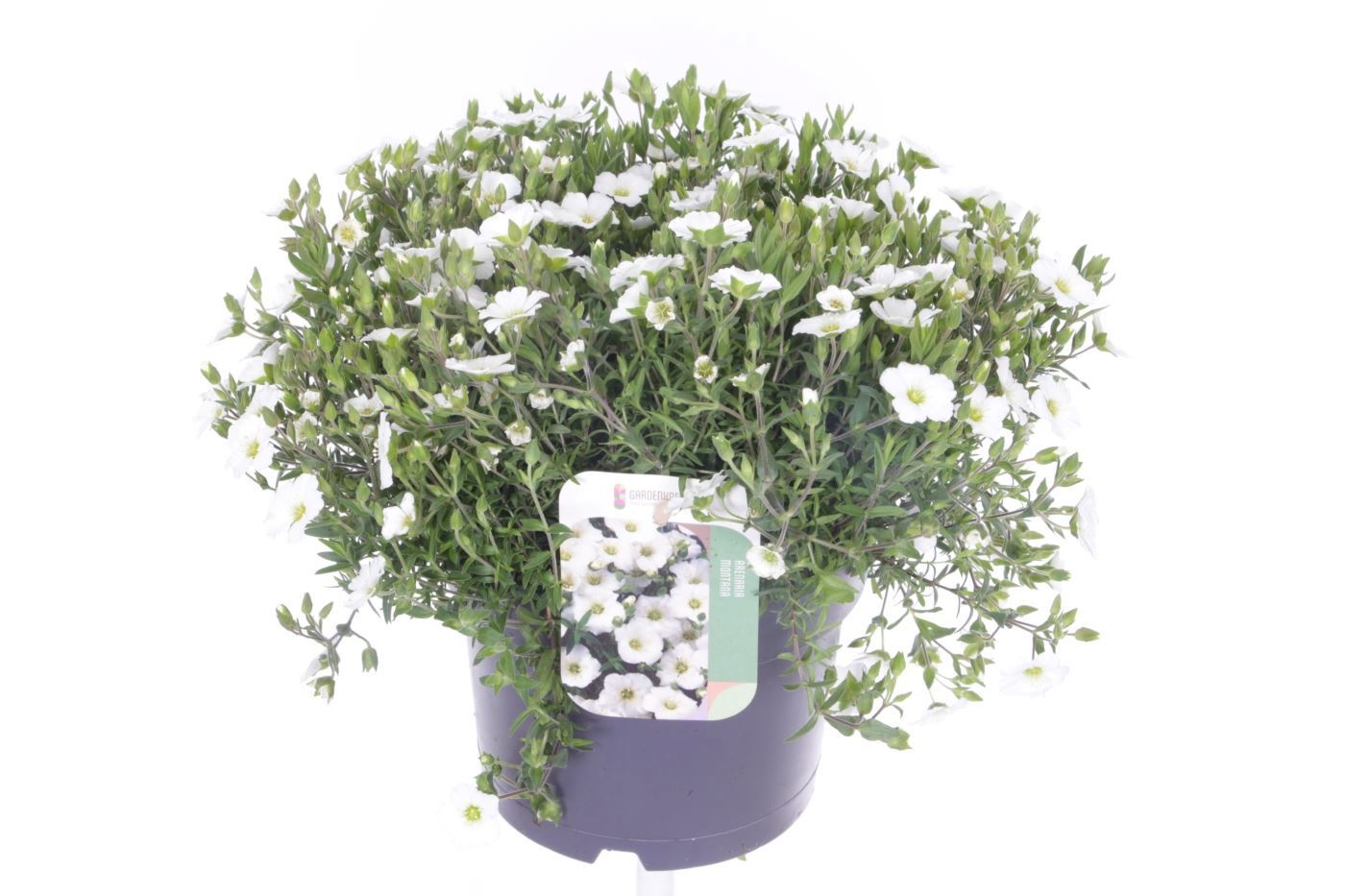 Arenaria montana Blizzard Compact