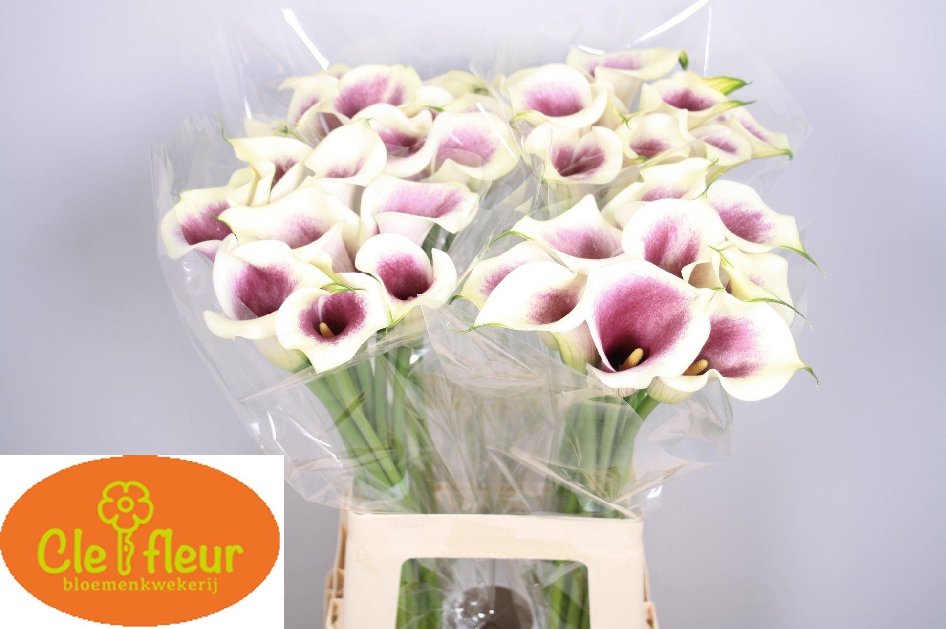 Calla Picasso 70cm