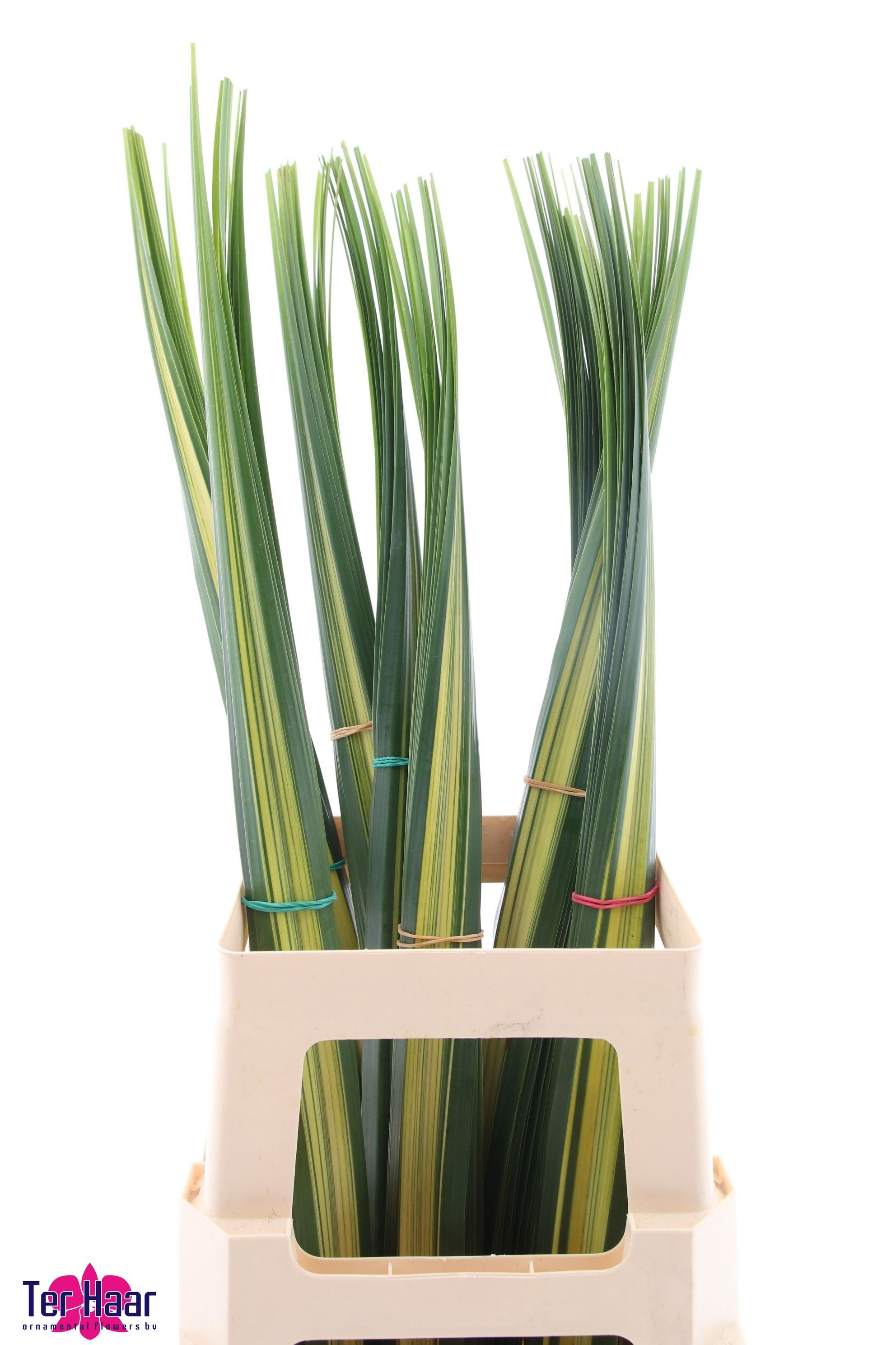 Pandanus (blad)