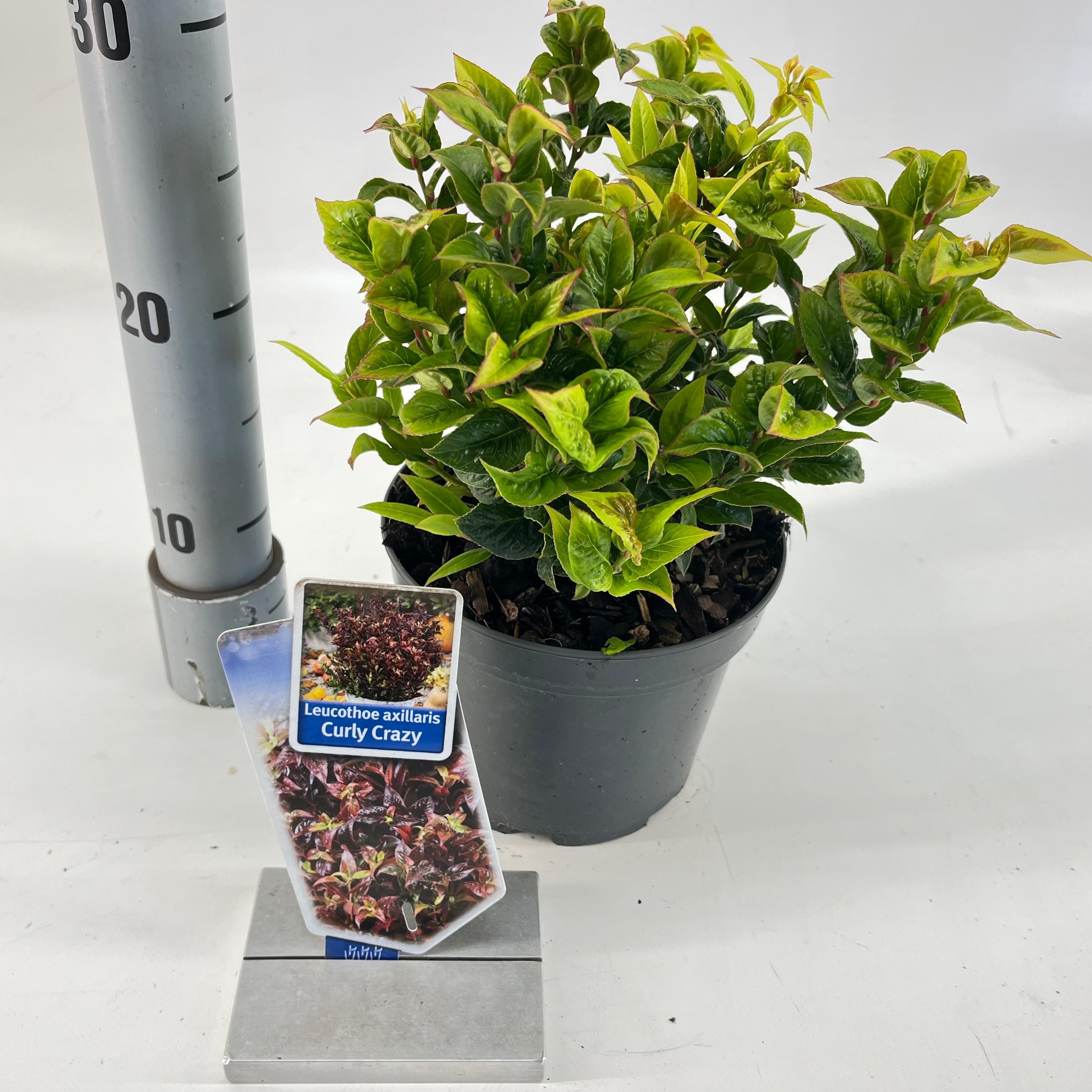 Picture of Leucothoe axillaris ‘Curly Crazy’ PBR
