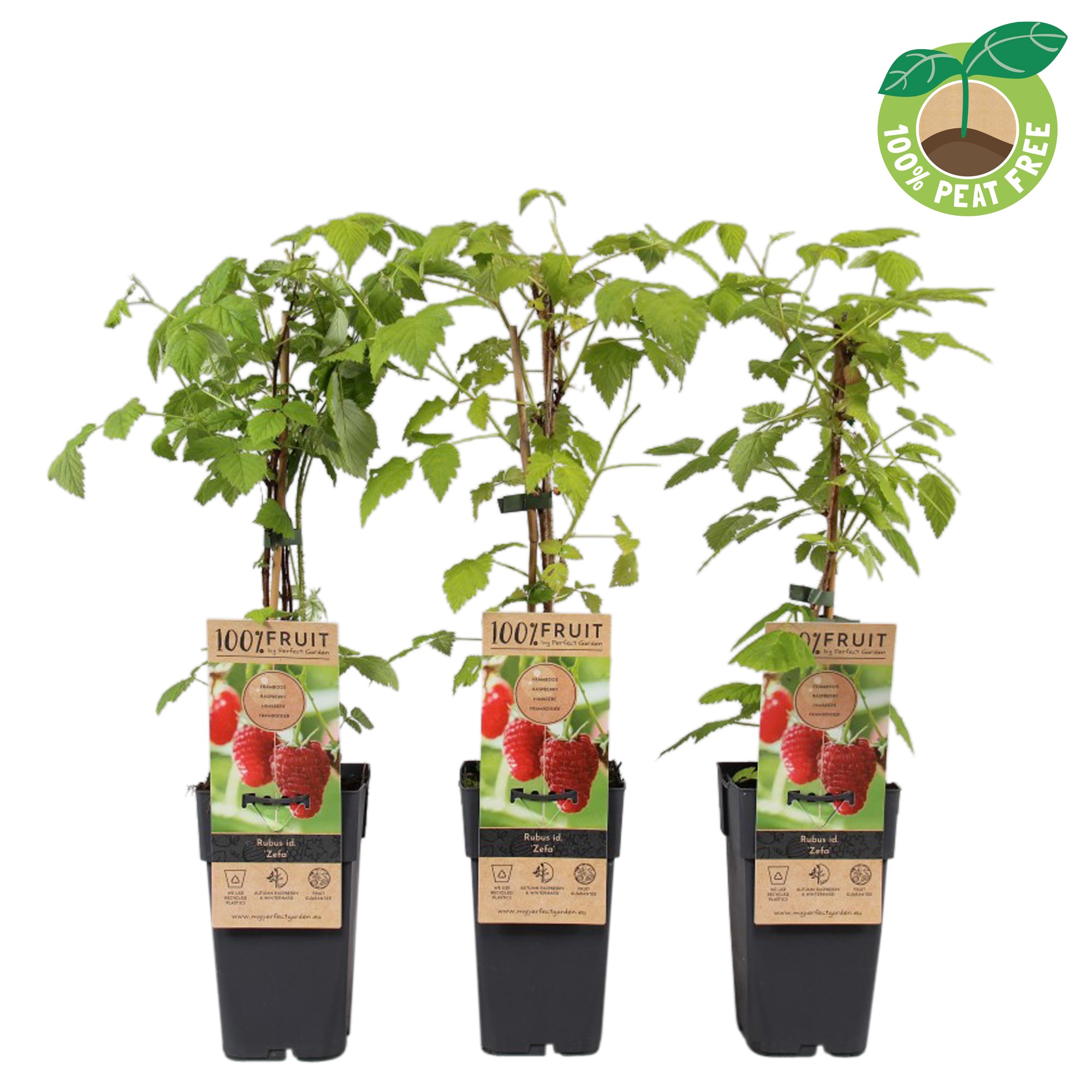 Picture of Rubus idaeus Zefa P15 (2 Ltr/high)