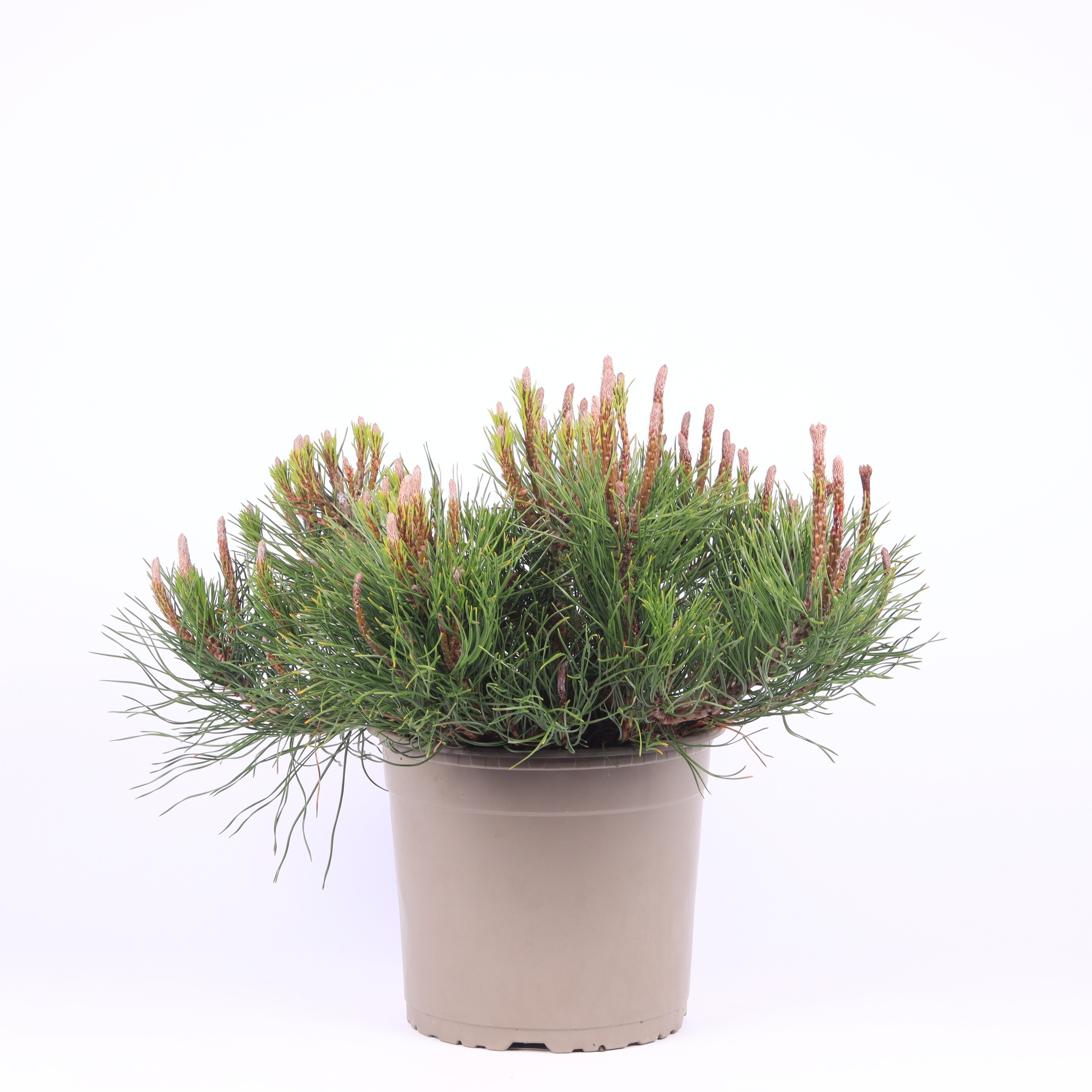 Picture of Pinus mugo Mughus P23 (5 Ltr)