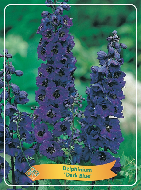 Picture of Delphinium mix 6x10 srt. per shelve P11