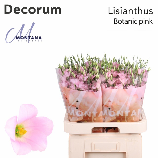 Lisianthus Single Botanica Pink 70cm