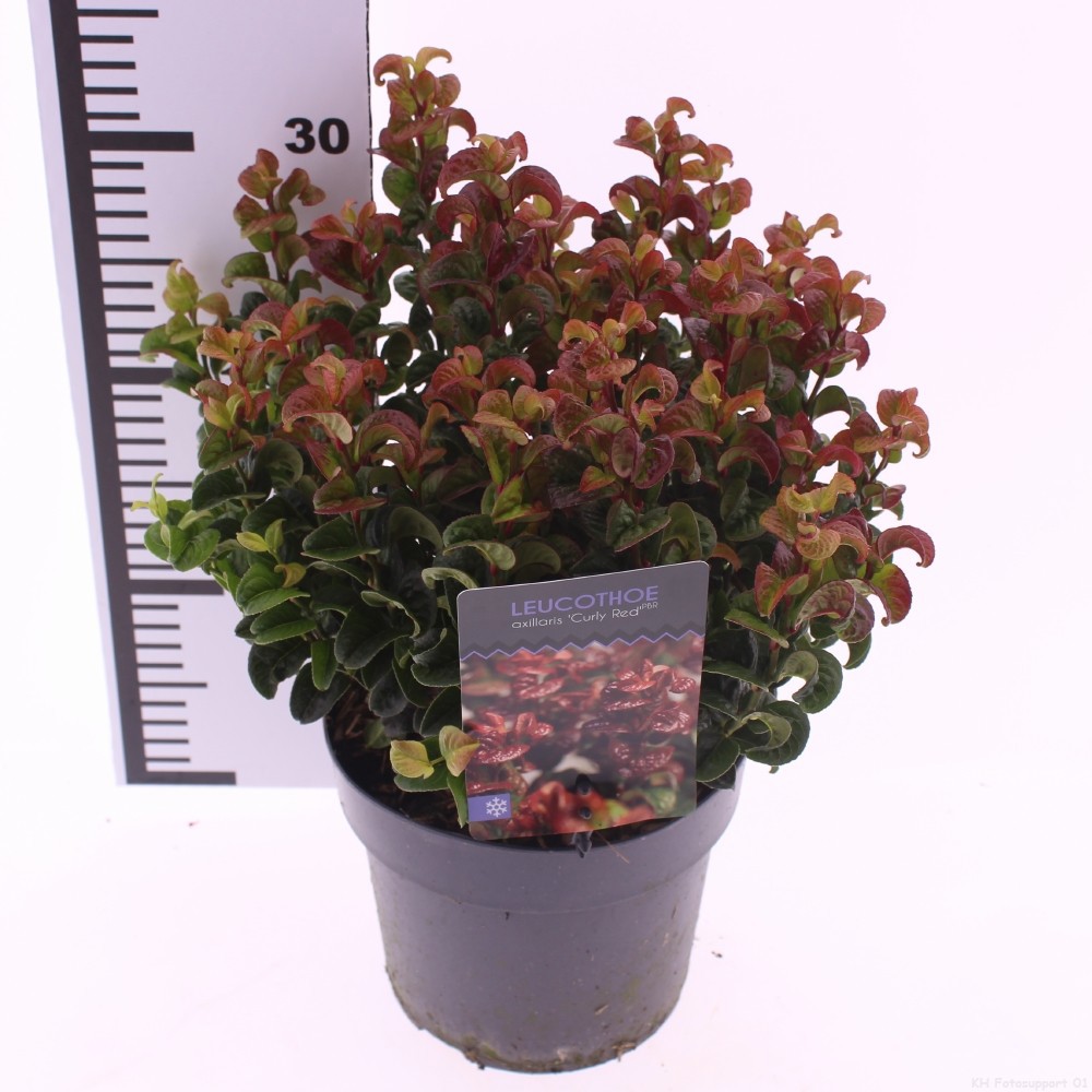 Picture of Leucothoe axillaris 'Curly Red'