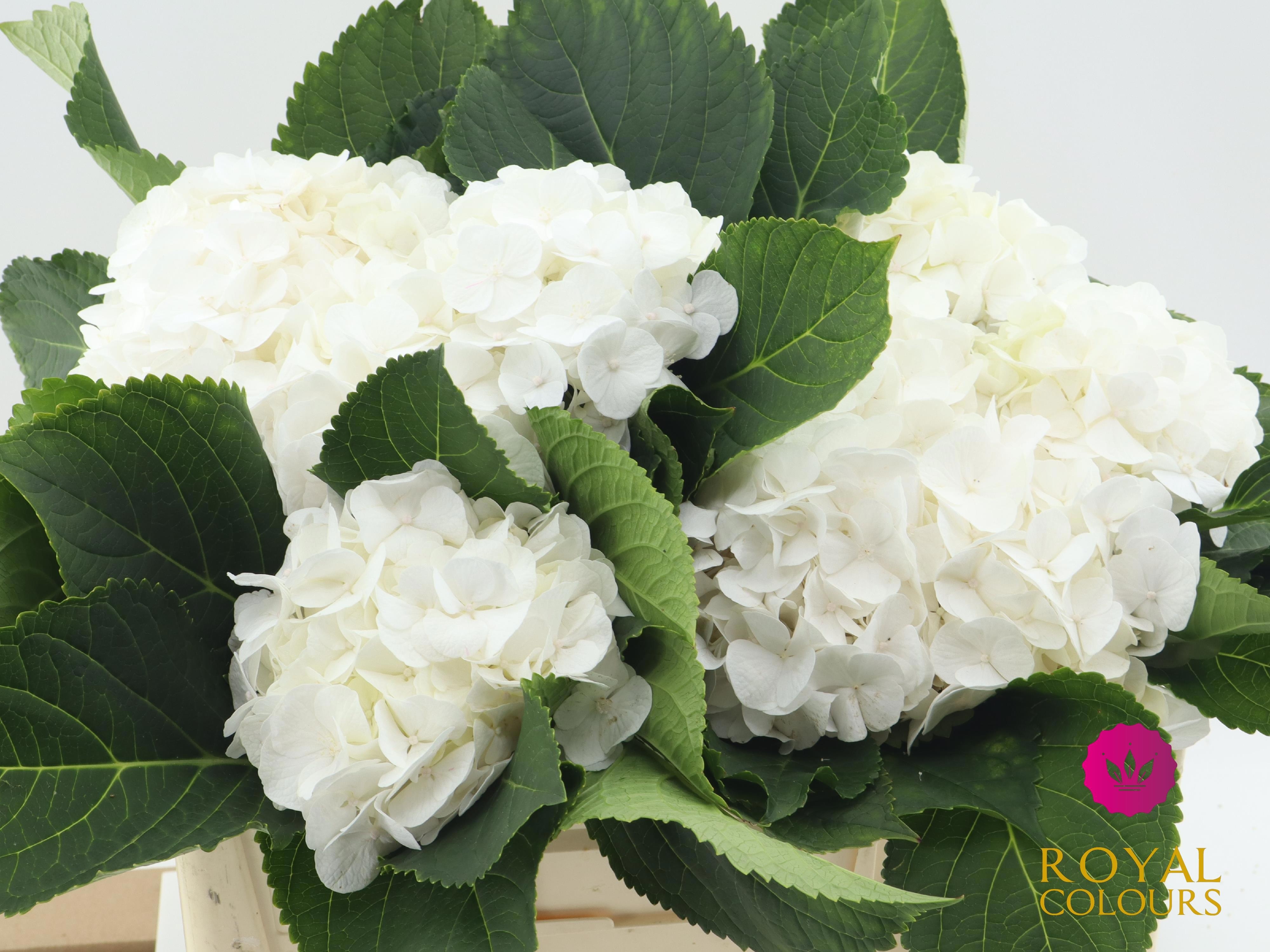 Hydrangea White Verena 50cm 16Ø