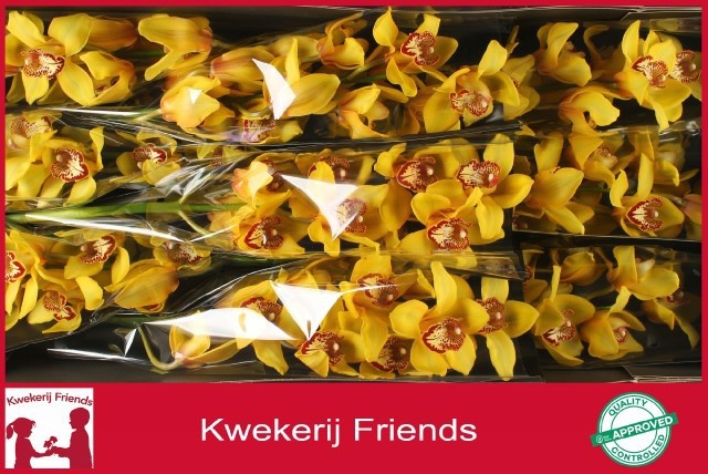 Cymbidium La Vie Stella 8/11bl