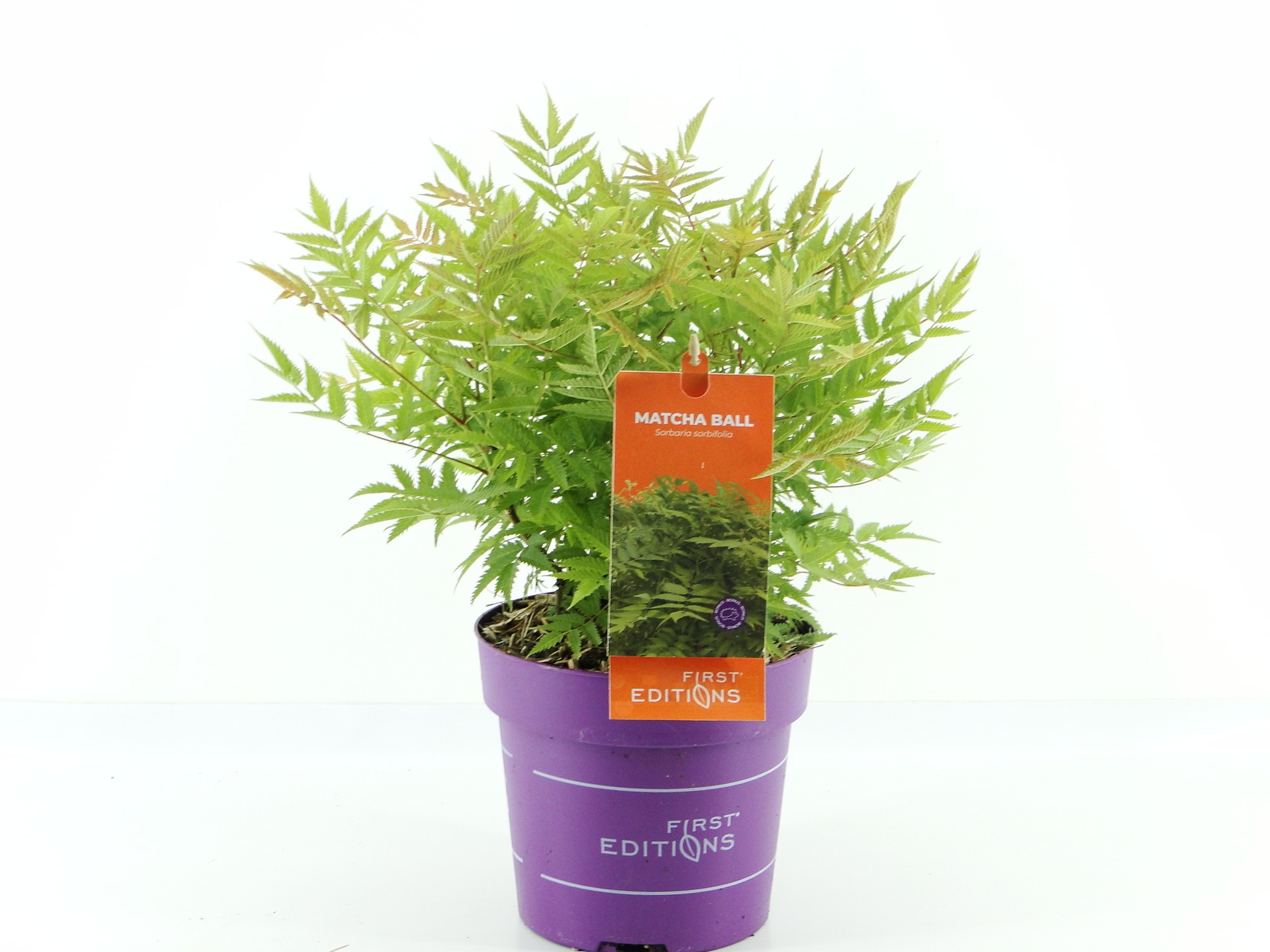 Picture of Sorbaria sorb. Matcha Ball (First Editions®)