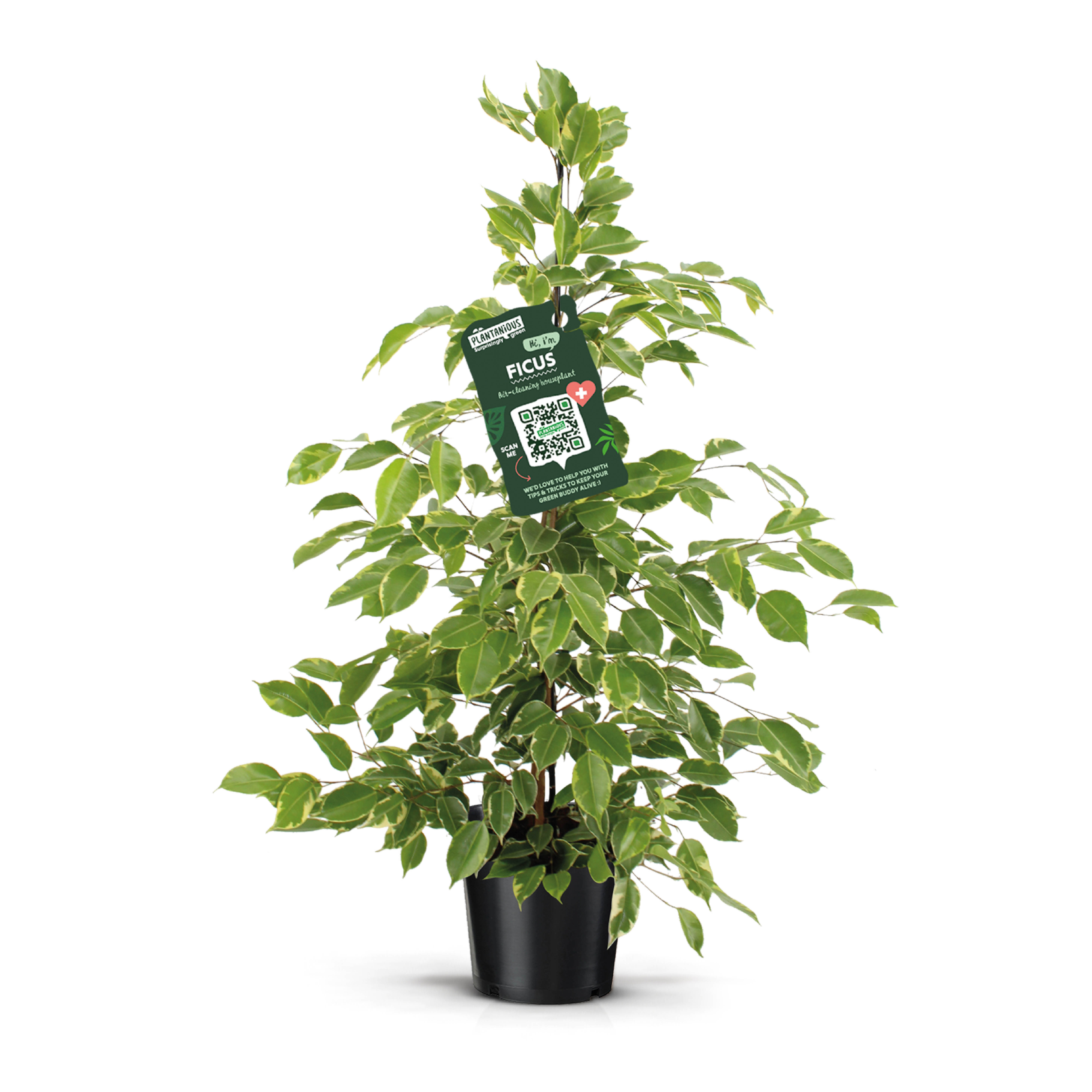 Picture of Ficus benjamina Golden King P21 110cm