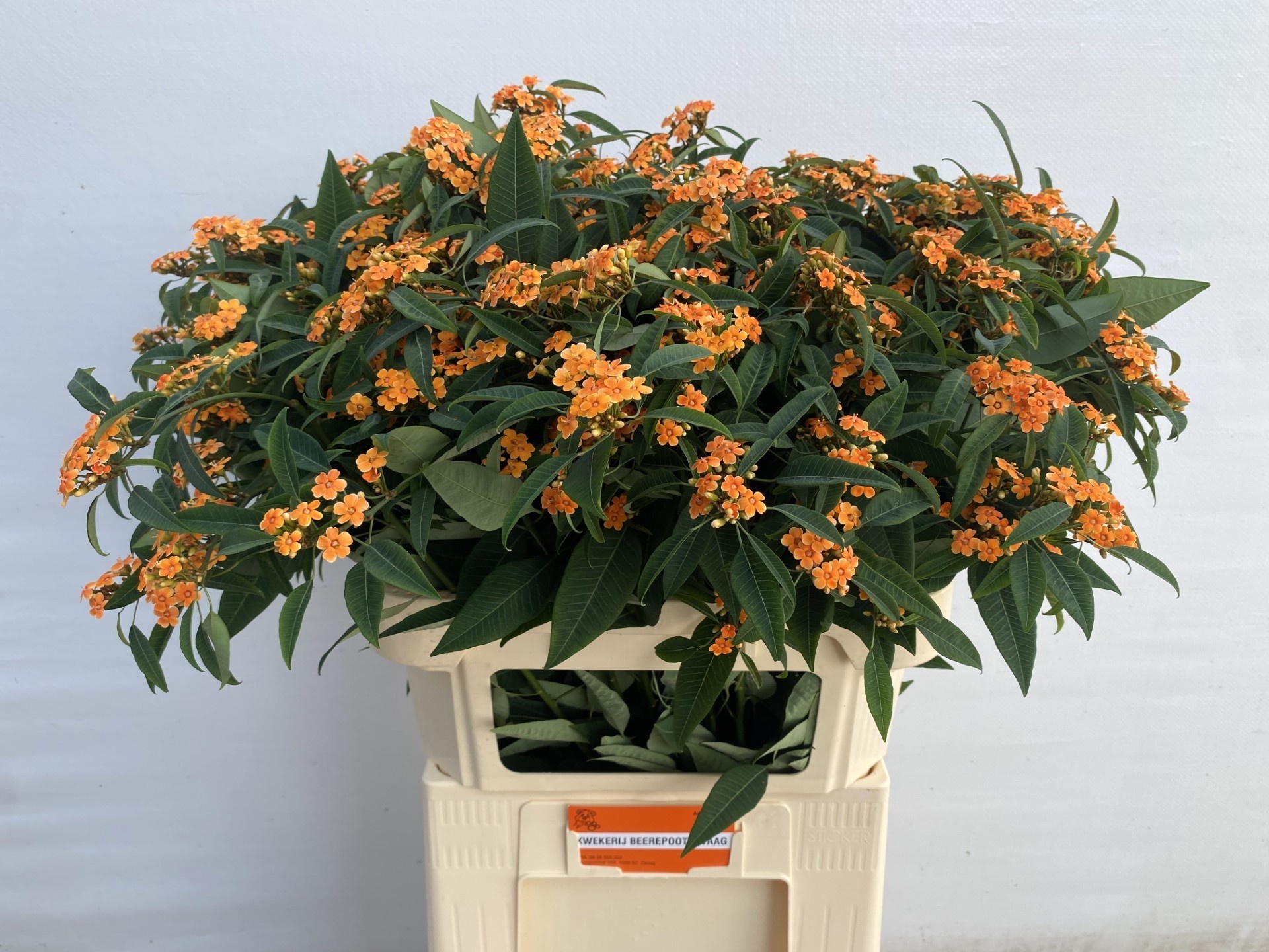 Euphorbia Spray Sunstream 80cm