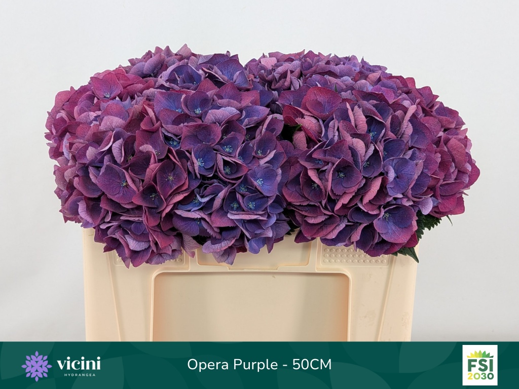 Hydrangea Royal Opera 50cm 16Ø