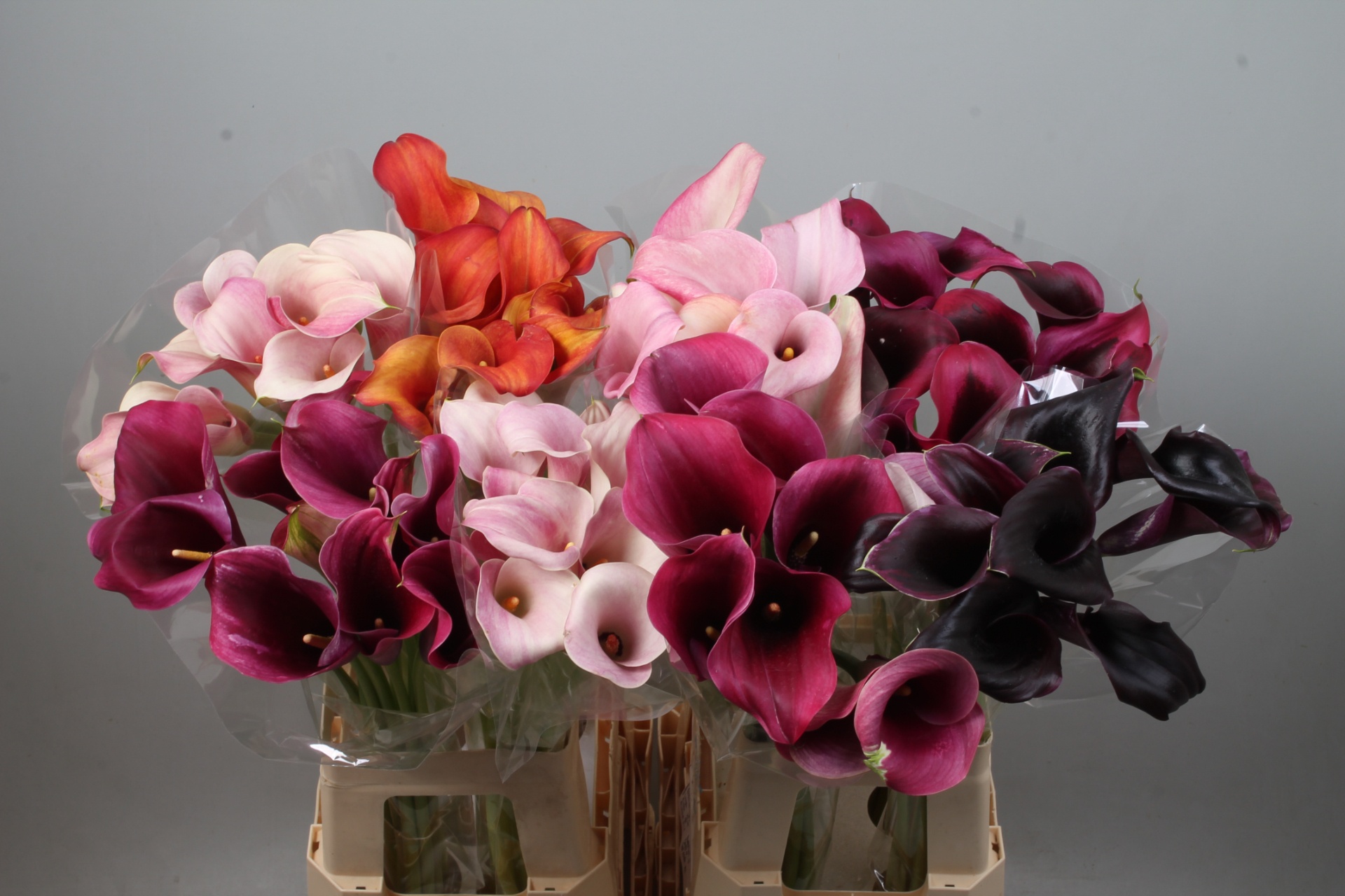 Calla Assorted 70cm