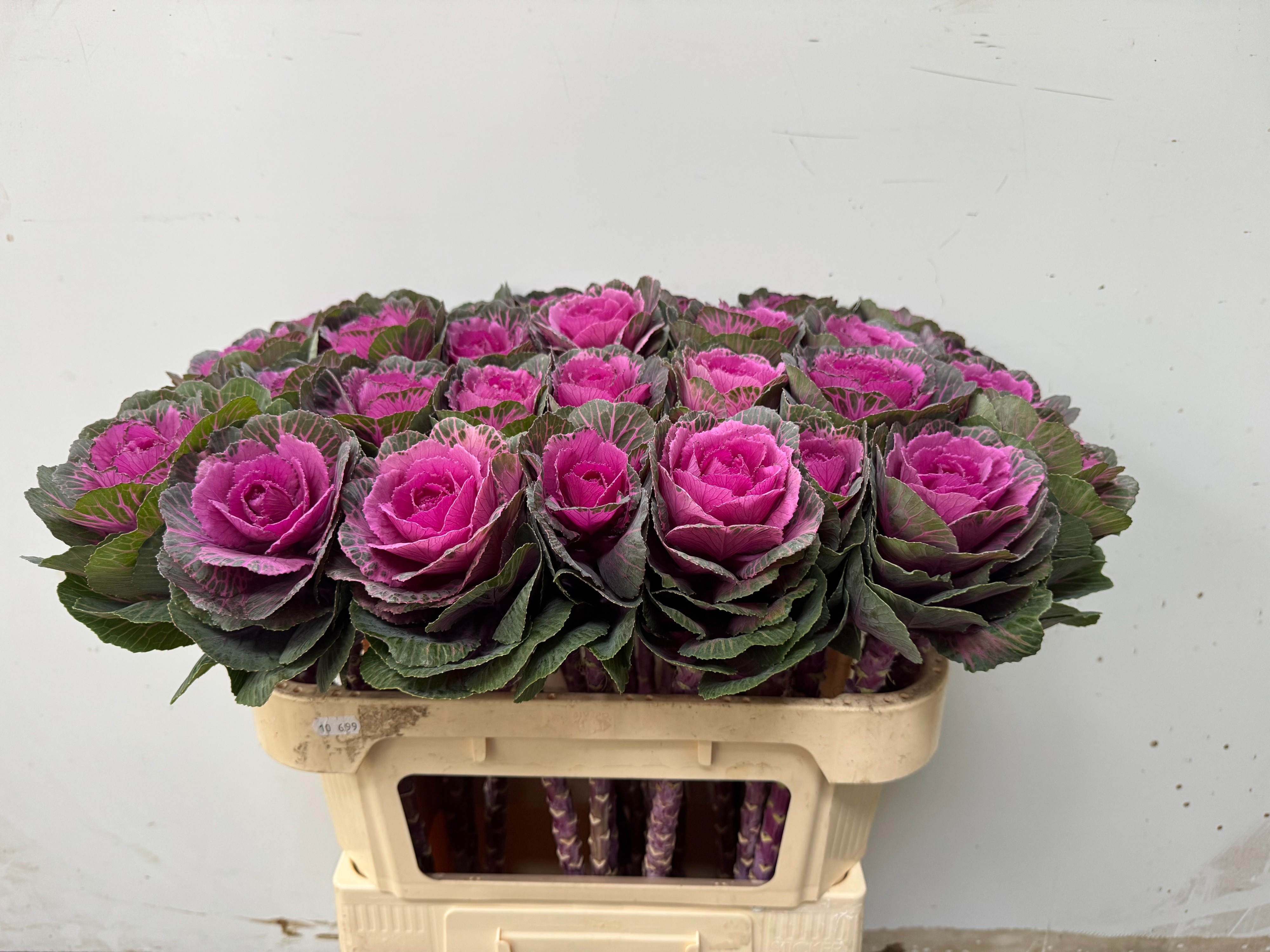 Brassica Red Crane 70cm