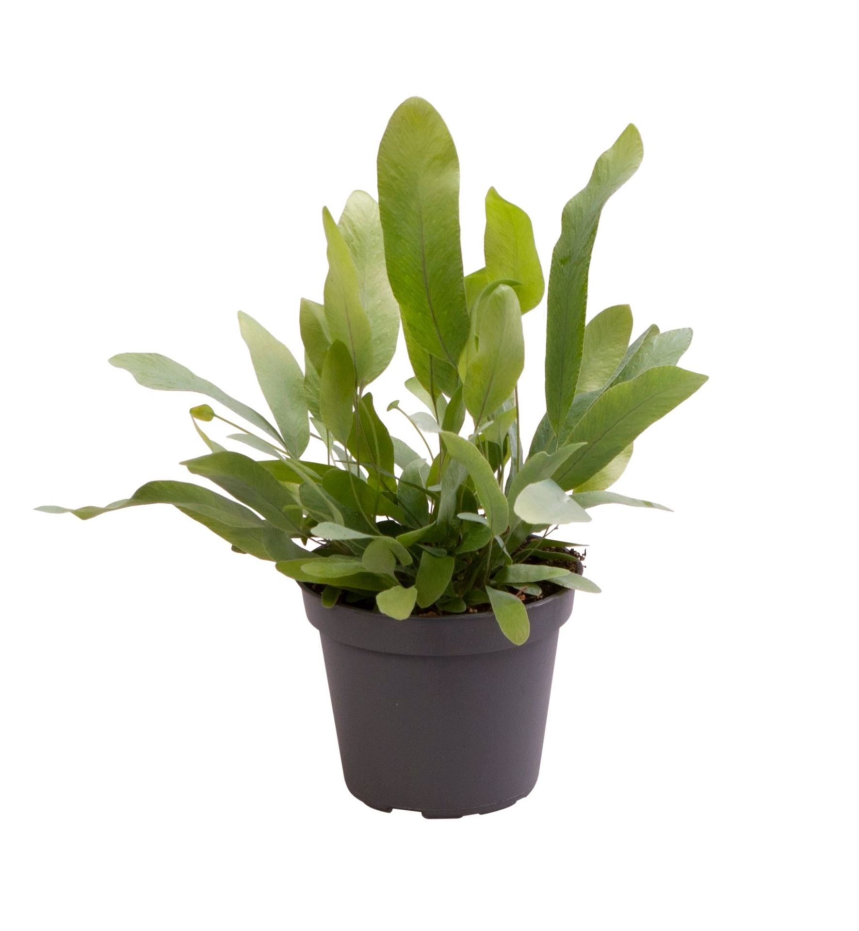 Polypodium Blue Star