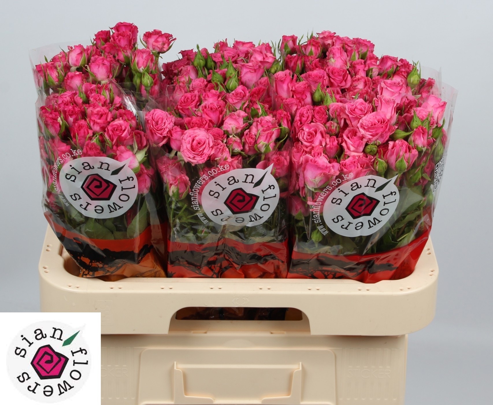 Rosa Spr Lianne 60cm