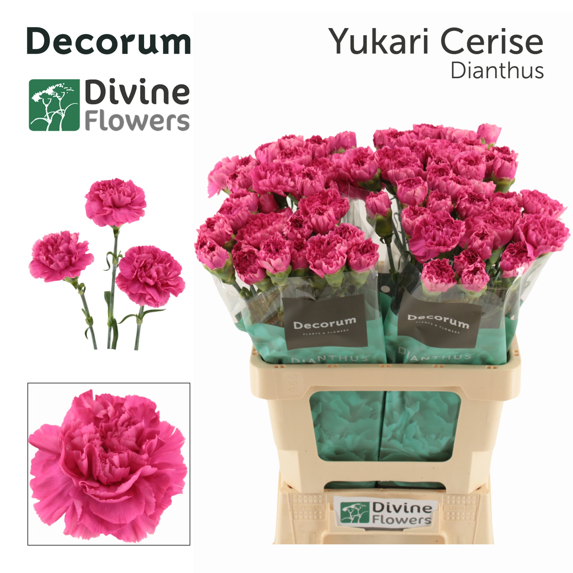 Di St Yukari Cerise