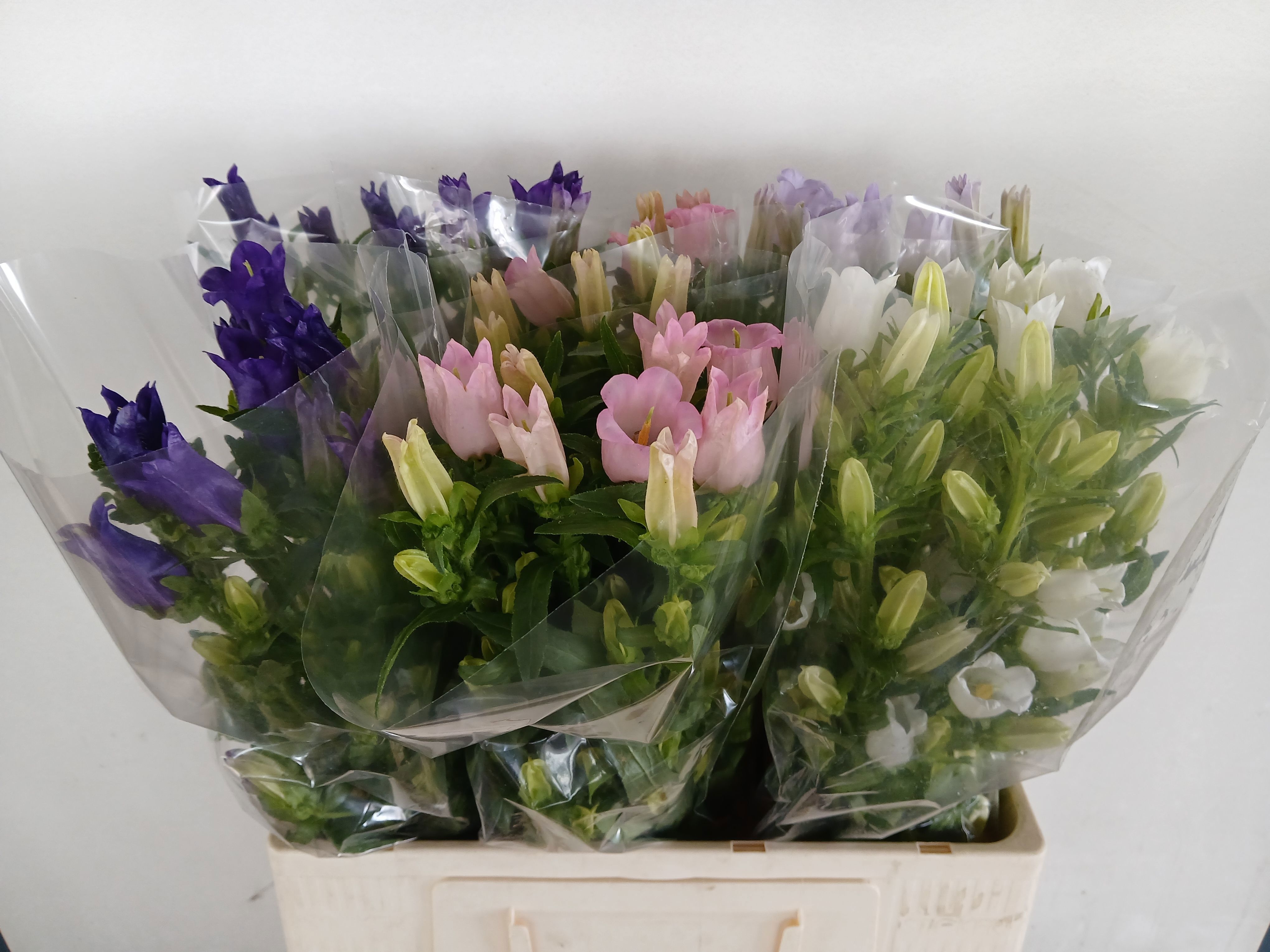 Campanula Medium Asst 60cm