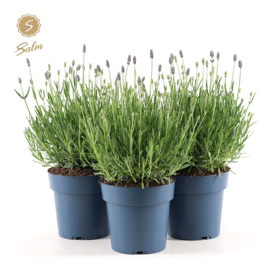 Picture of Lavandula ang. 'Felice Premium Provence'® P15