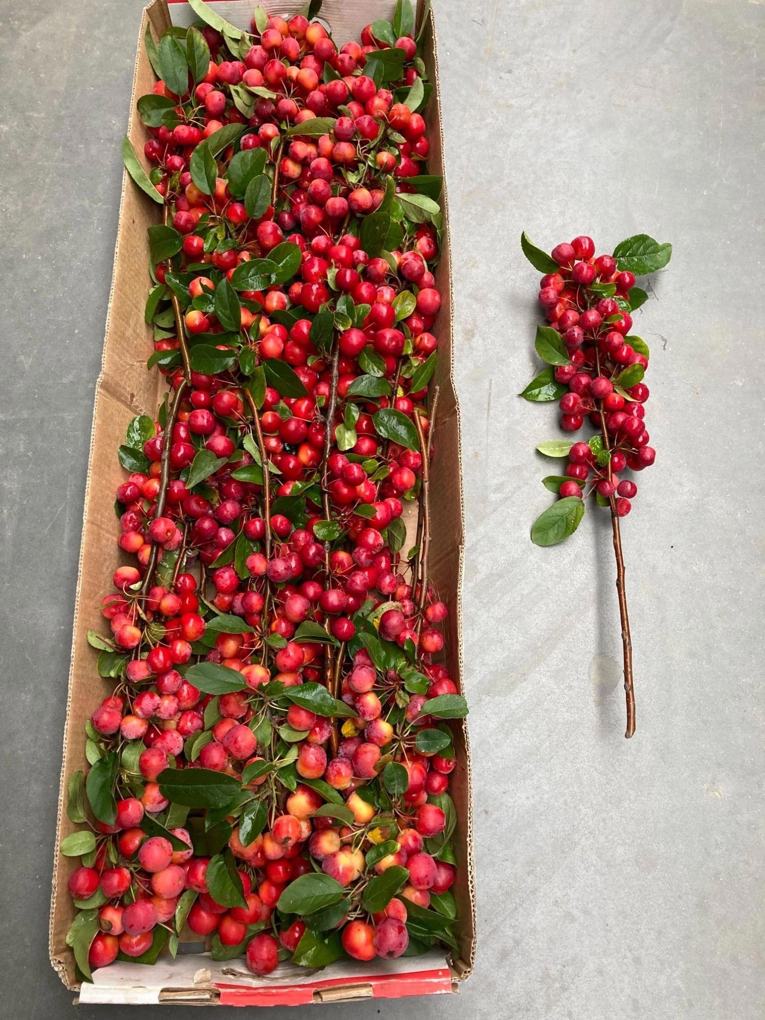 Malus Red Sentinel
