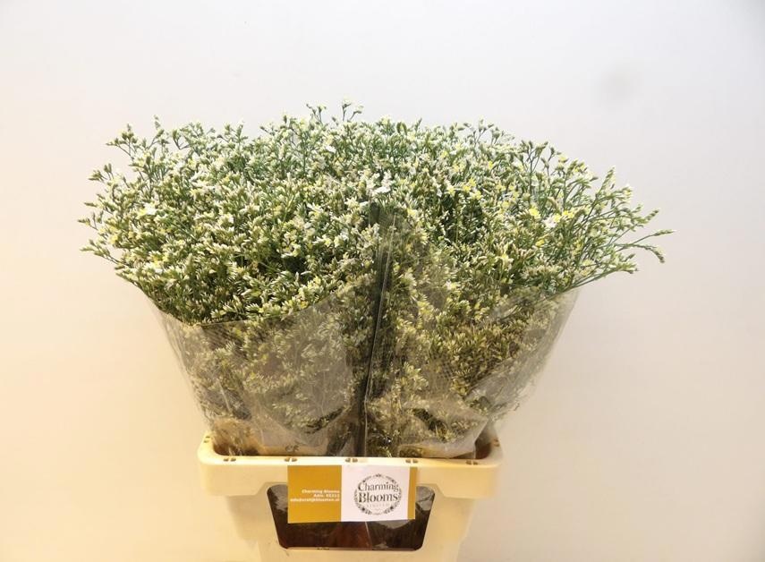 Lim Sin China White 70L.cm 40gram 23bloei