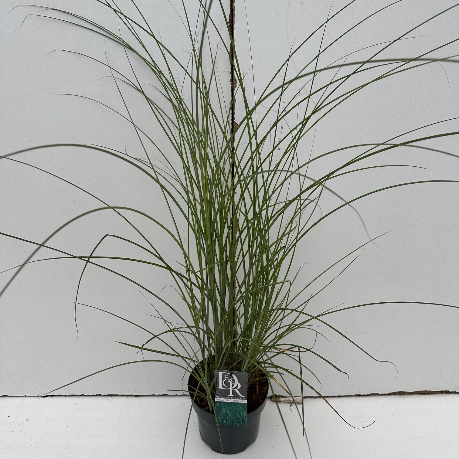 Picture of Miscanthus Gracillimus P19 (3 Ltr)