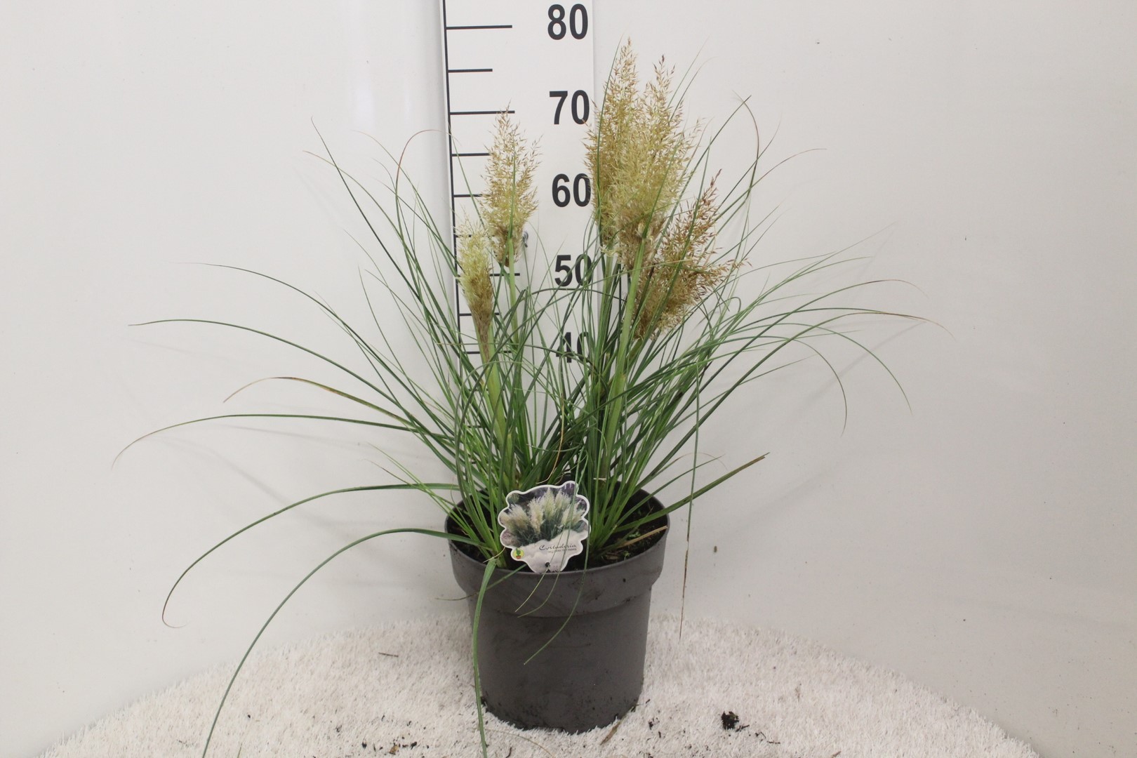 Picture of Cortaderia selloana Tiny Pampa P29 (10 Ltr)