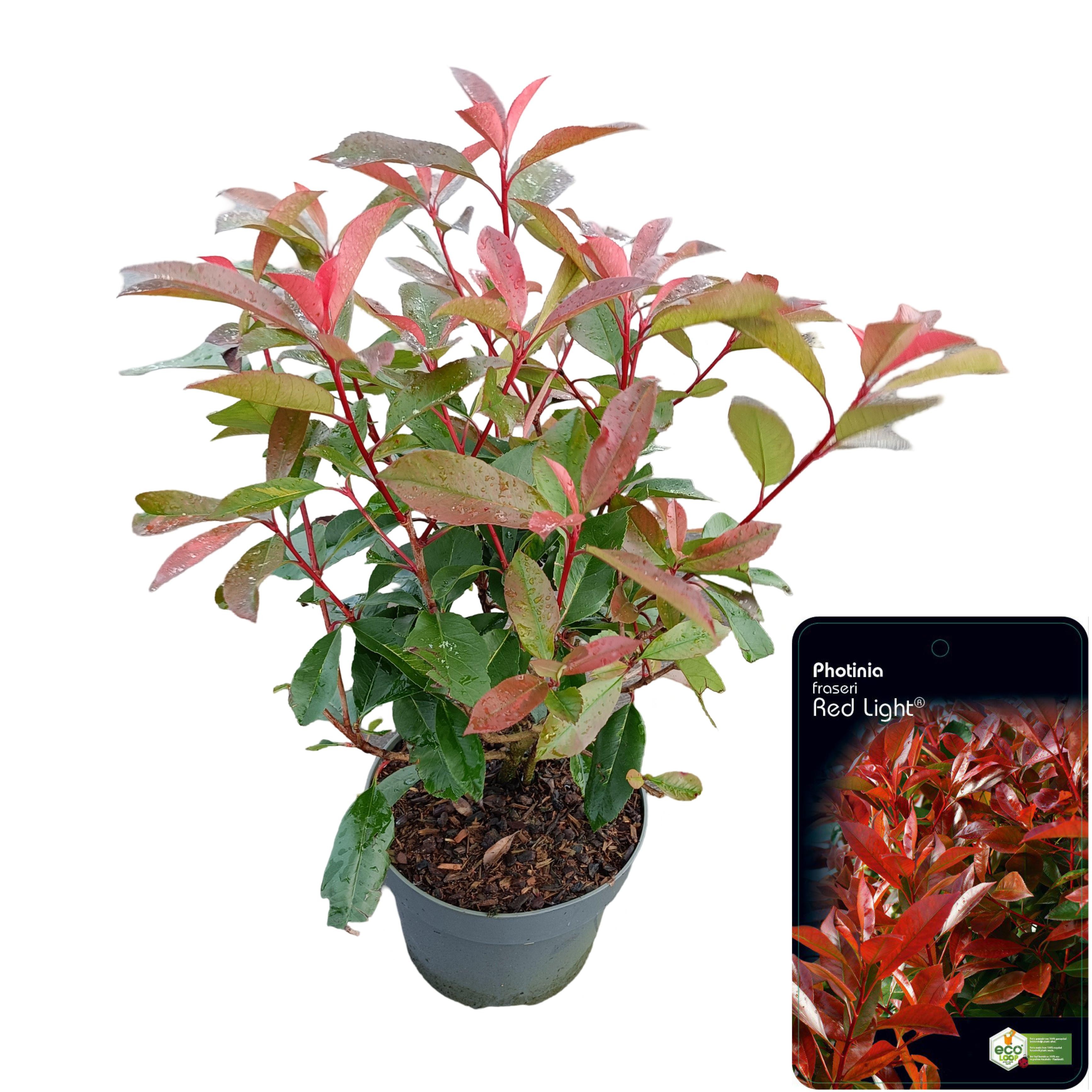 Picture of Photinia fraseri 'Red Light' C5