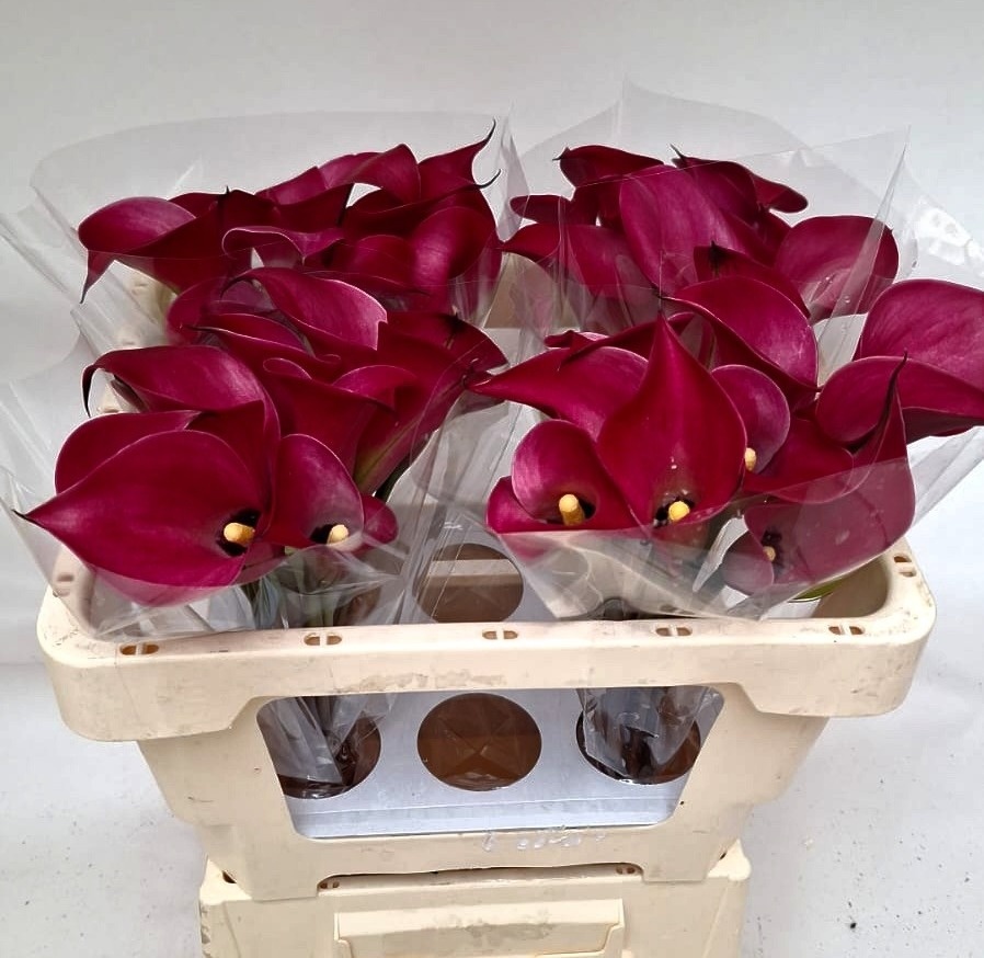 Calla Red Salsa 50cm