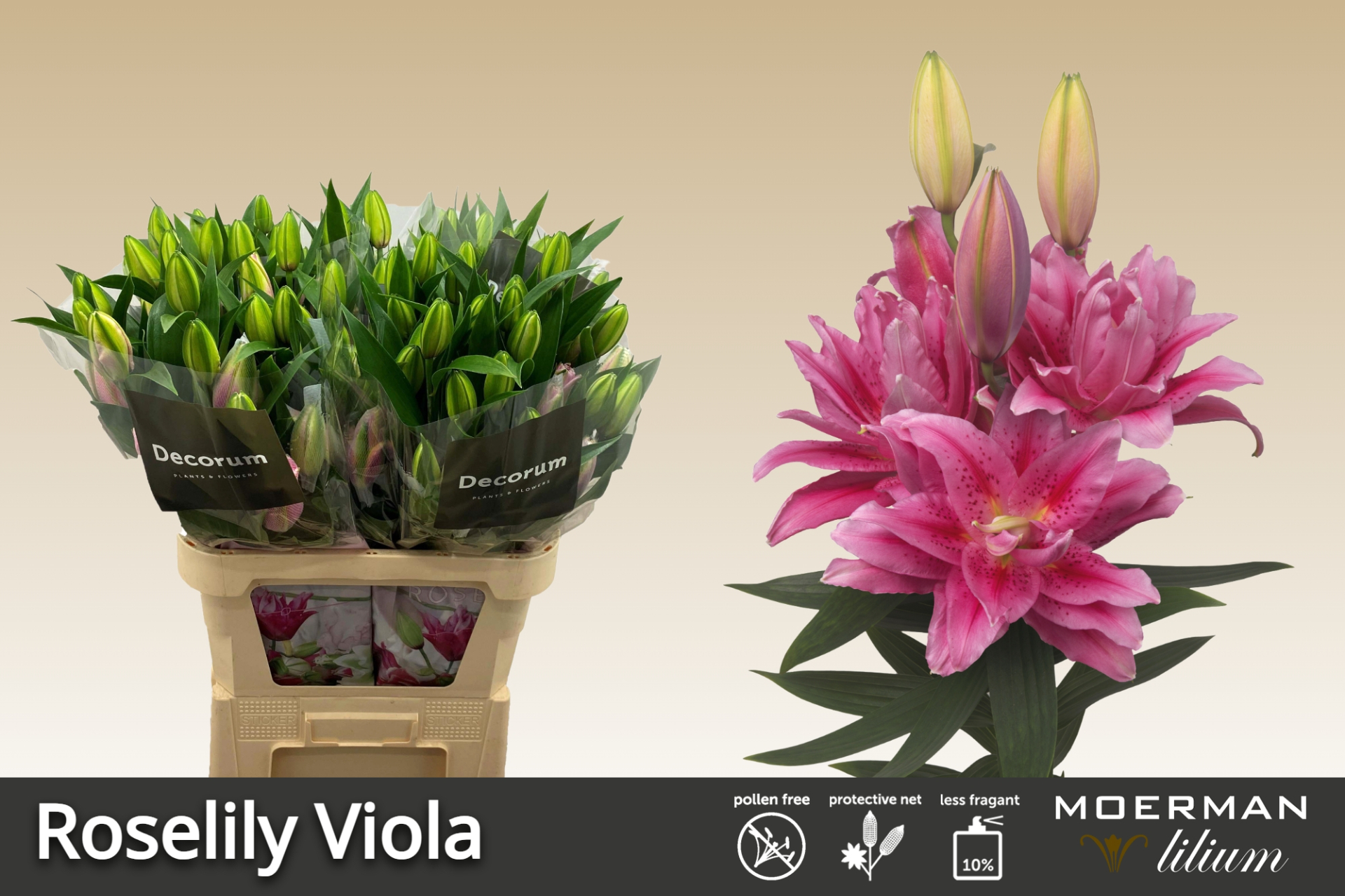 Li Or Du Rl Viola