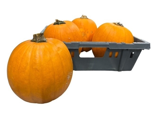 Cuc Maxima Halloween
