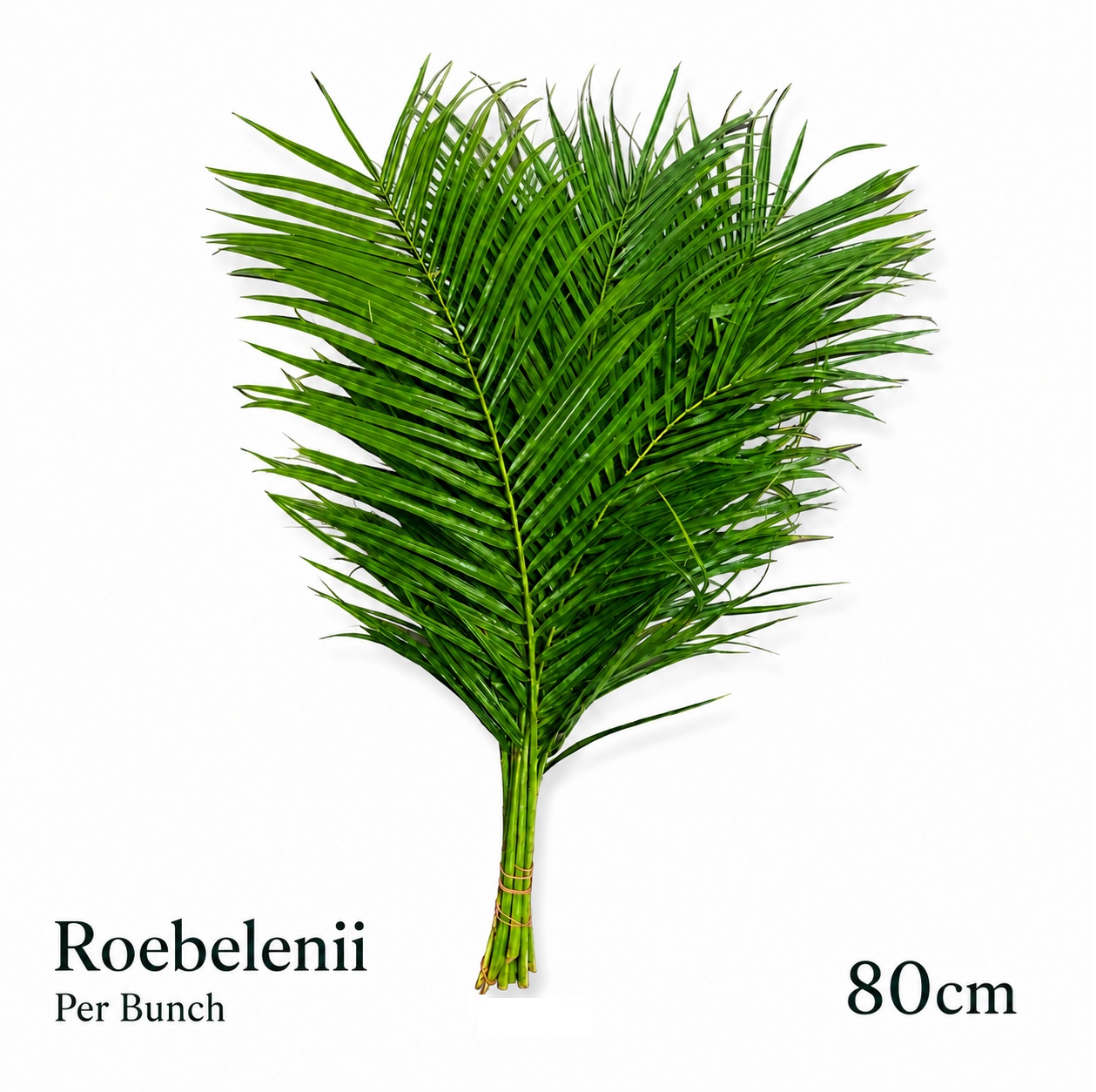 Phoenix Roebeleni Bs