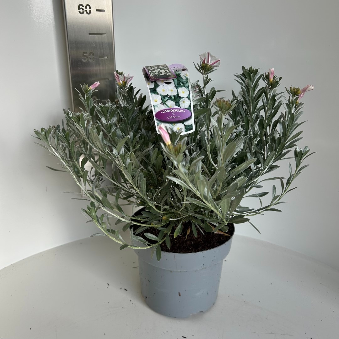 Picture of Convolvulus cneorum P23 (5 Ltr) (LOOSE)