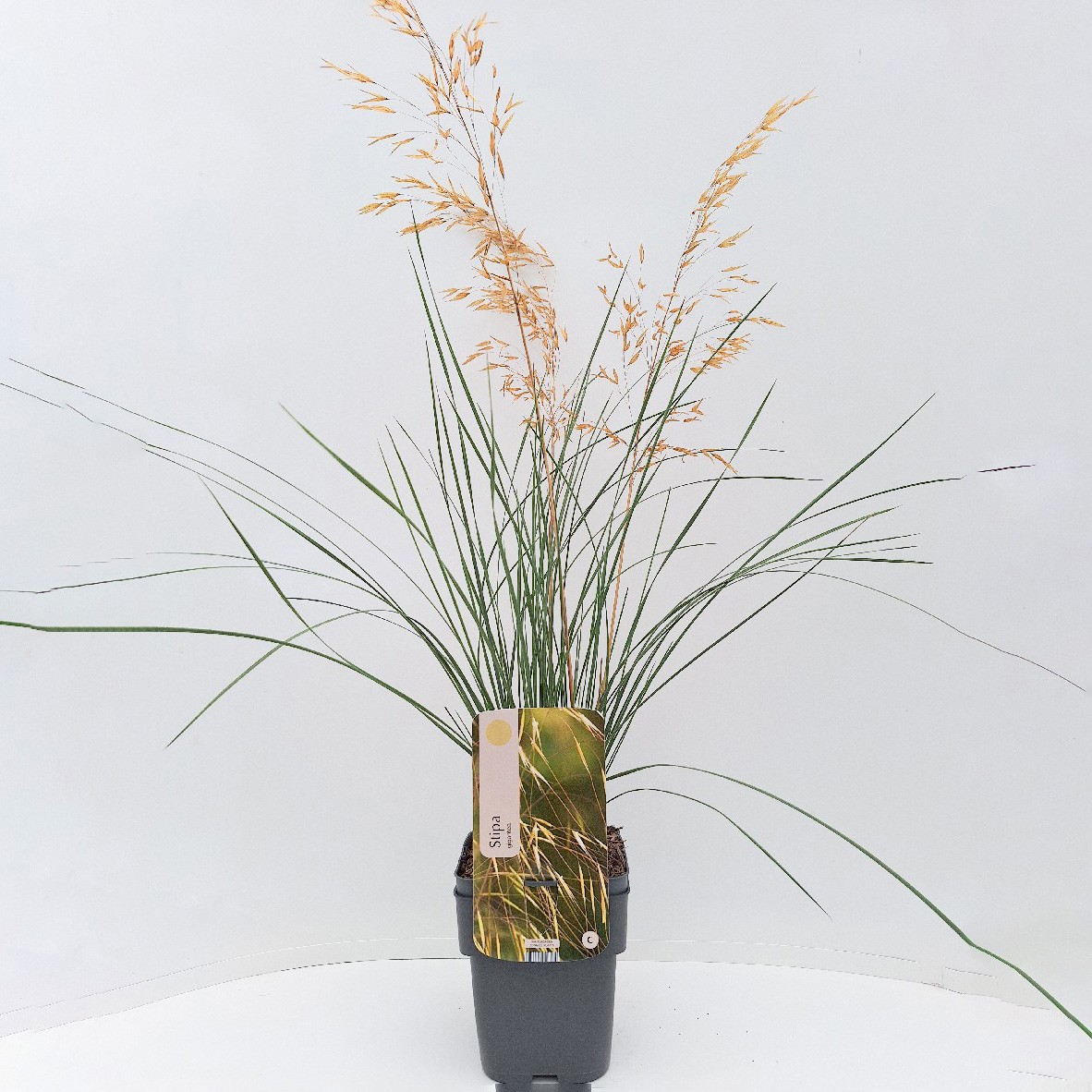 Stipa gigantea