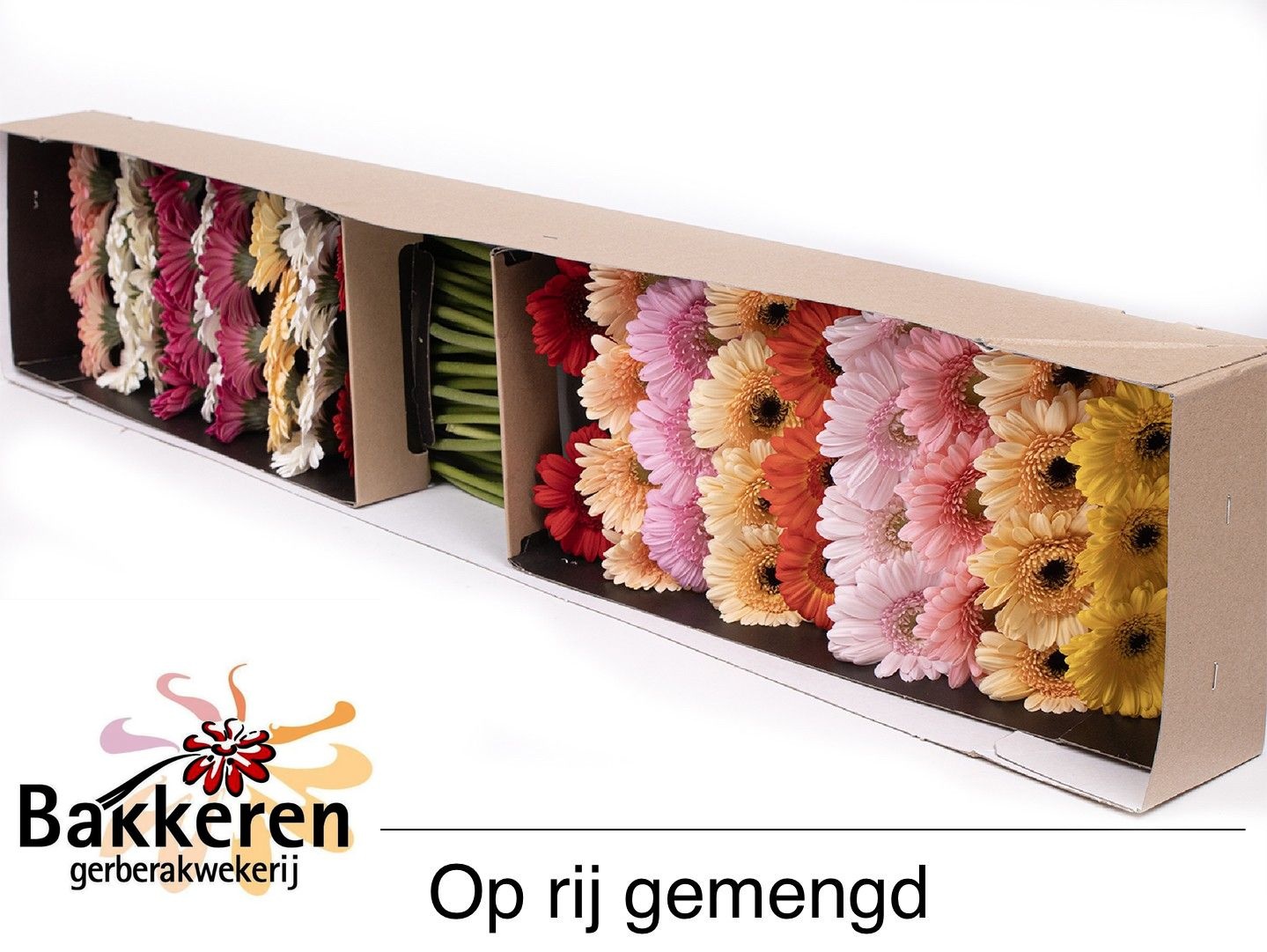 Ge Mi Op Rij Gem
