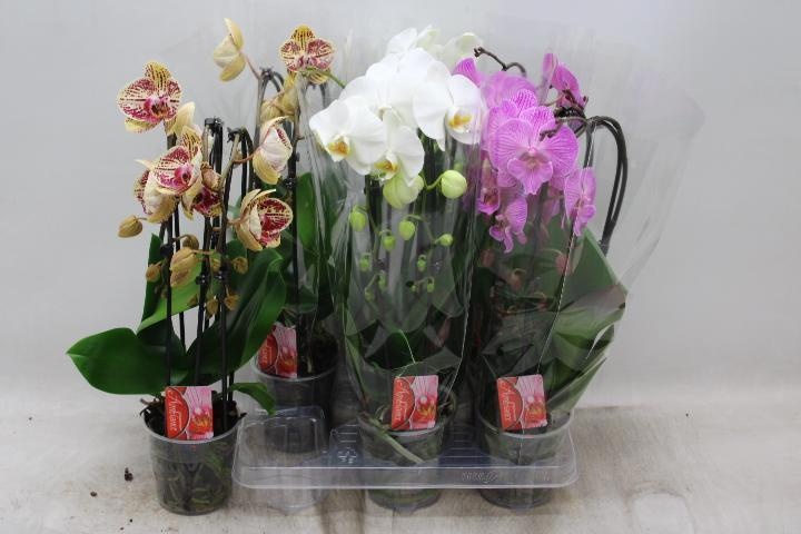 Phal El Cascade 12Ø 45cm
