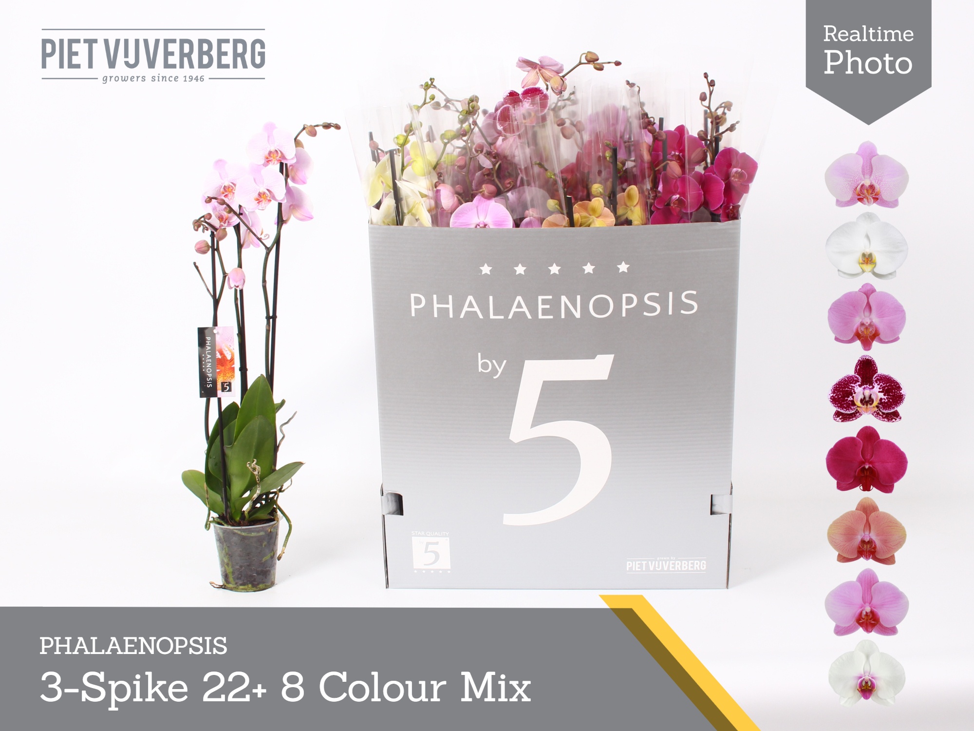 Phal Gem 8 Kl 12P 70H 3TAK 22bloem 23bloei
