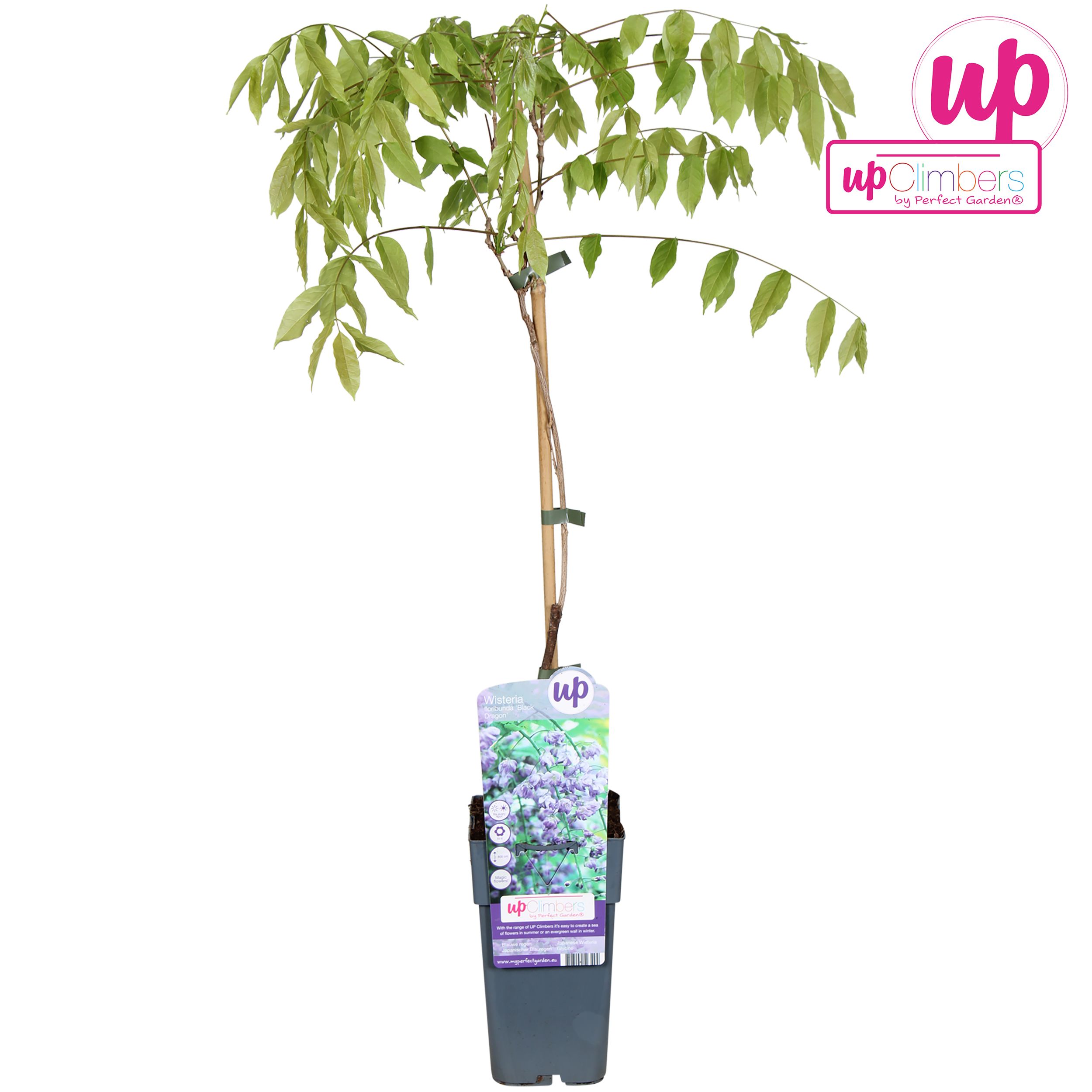 Wisteria floribunda Black Dragon
